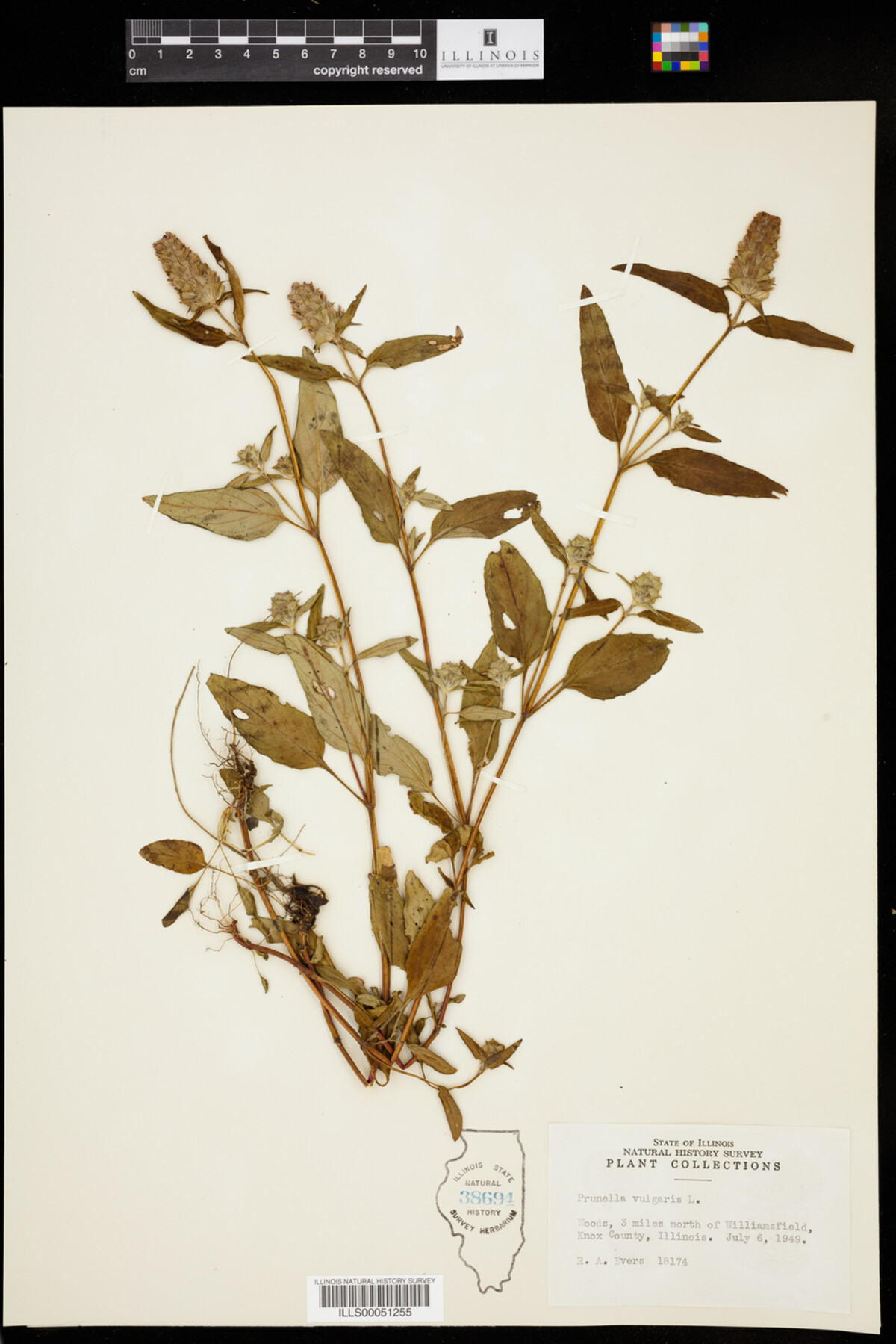 Prunella vulgaris image