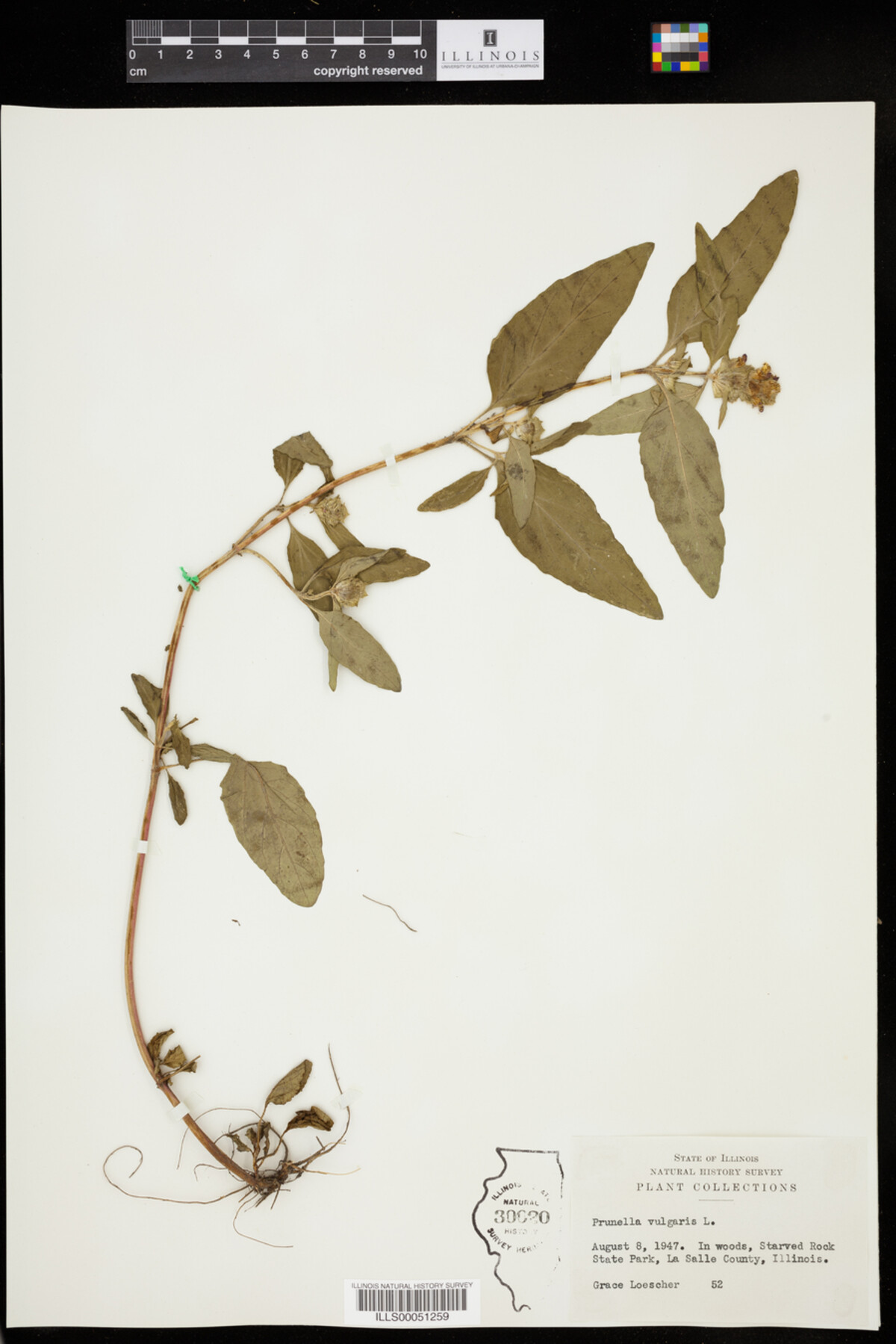 Prunella image