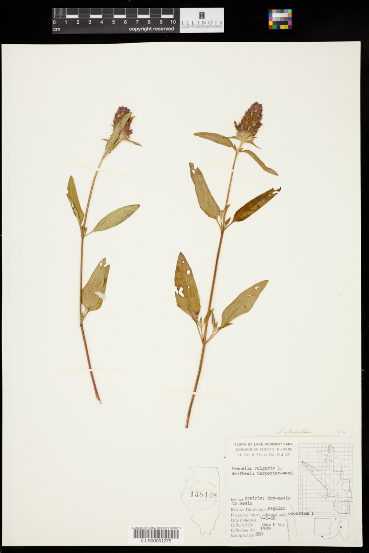 Prunellidae image