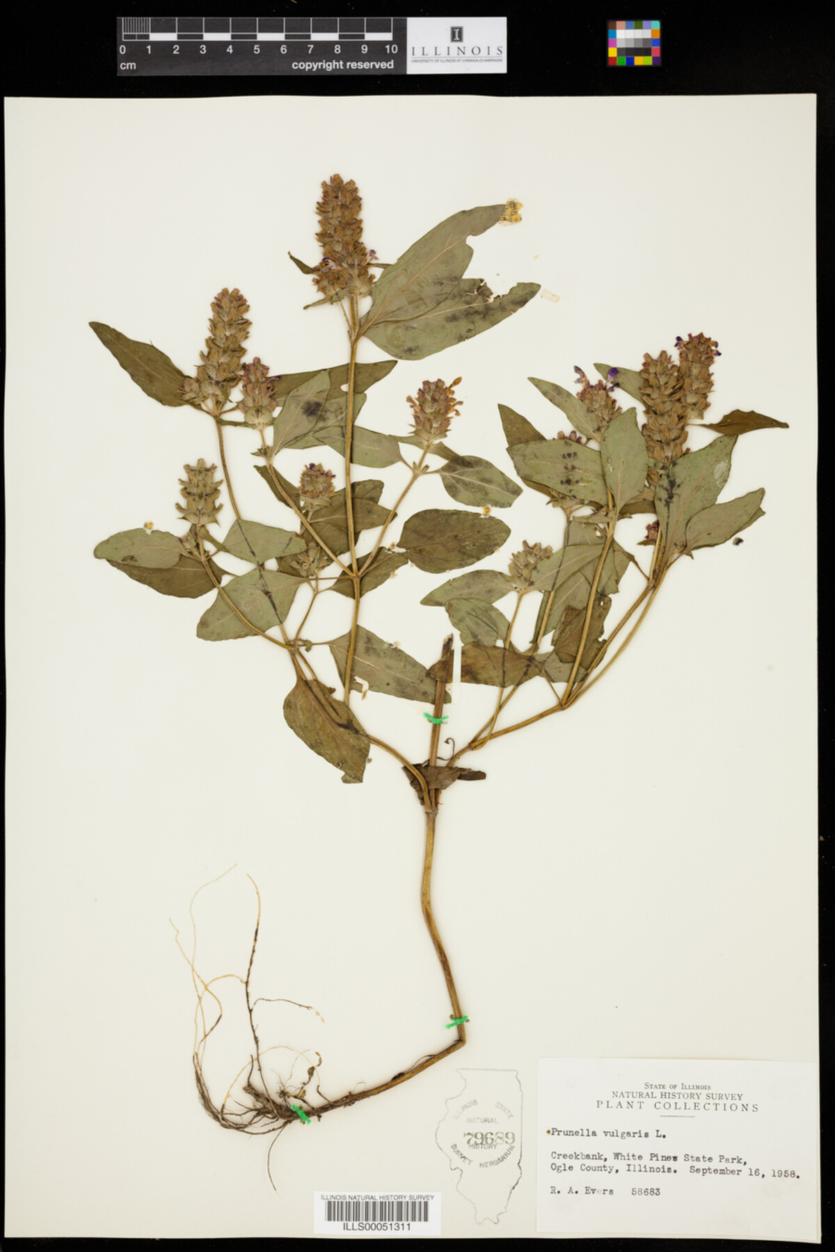 Prunella vulgaris image