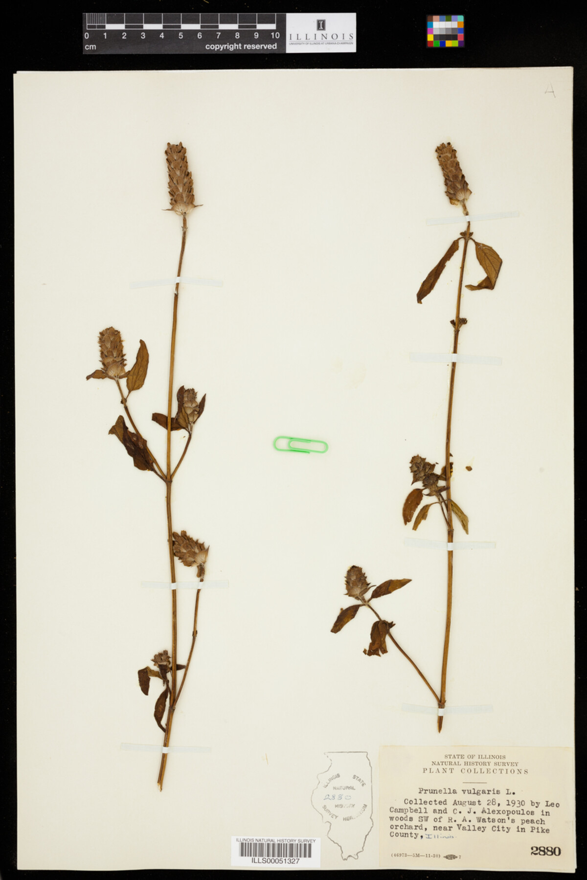 Prunella vulgaris image