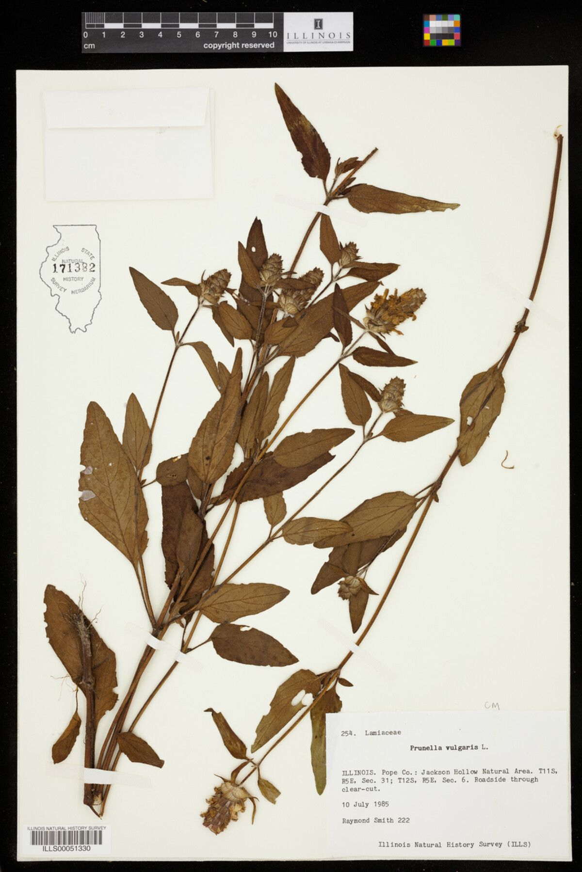 Prunellidae image