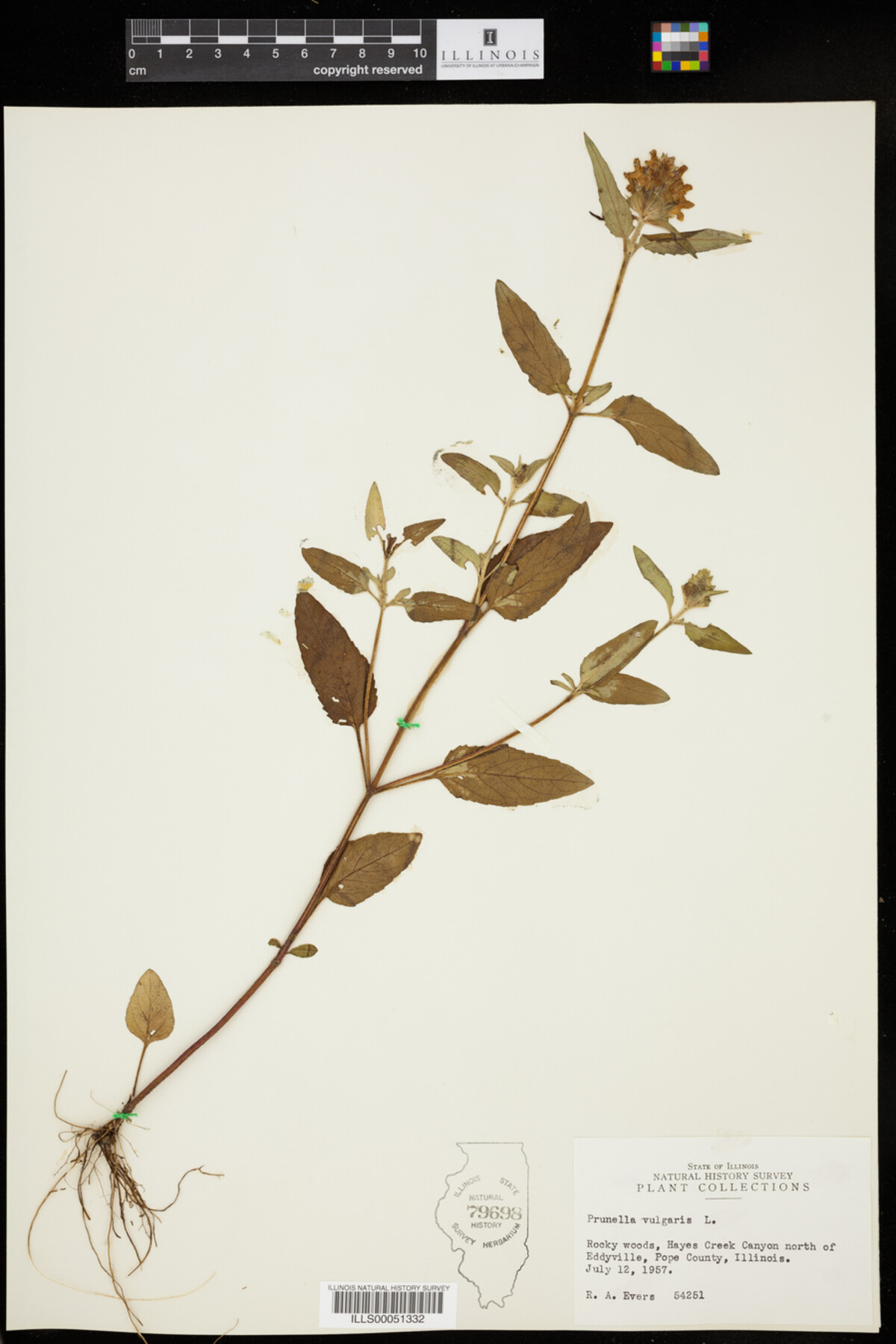 Prunellidae image