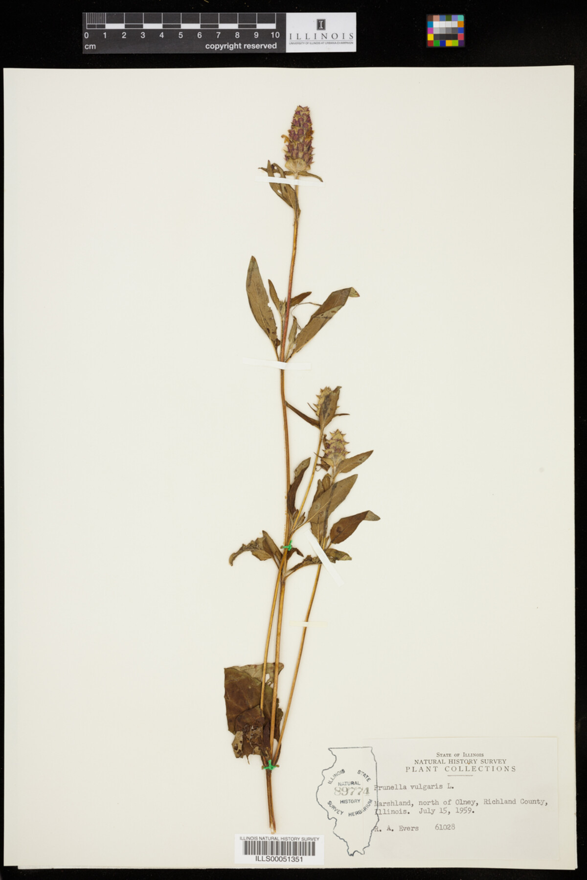 Prunella vulgaris image