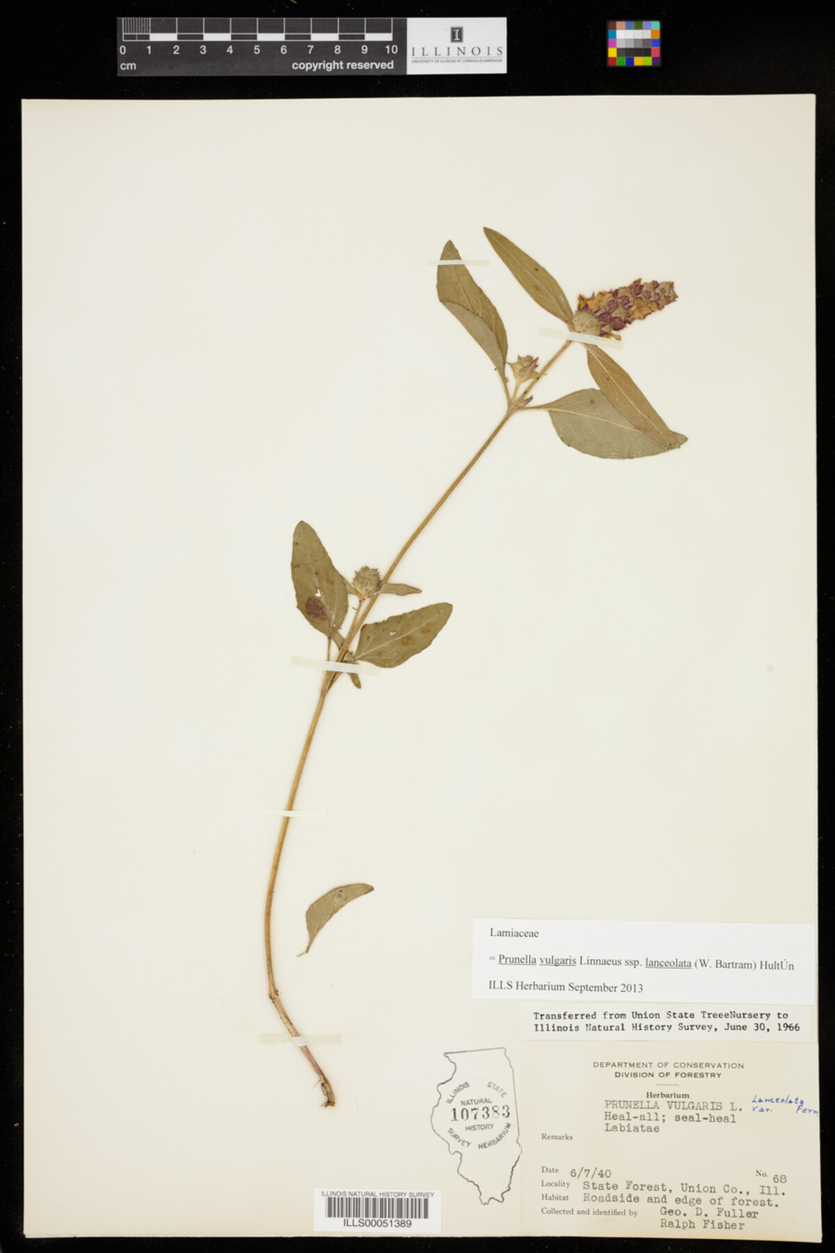 Prunella vulgaris ssp. lanceolata image