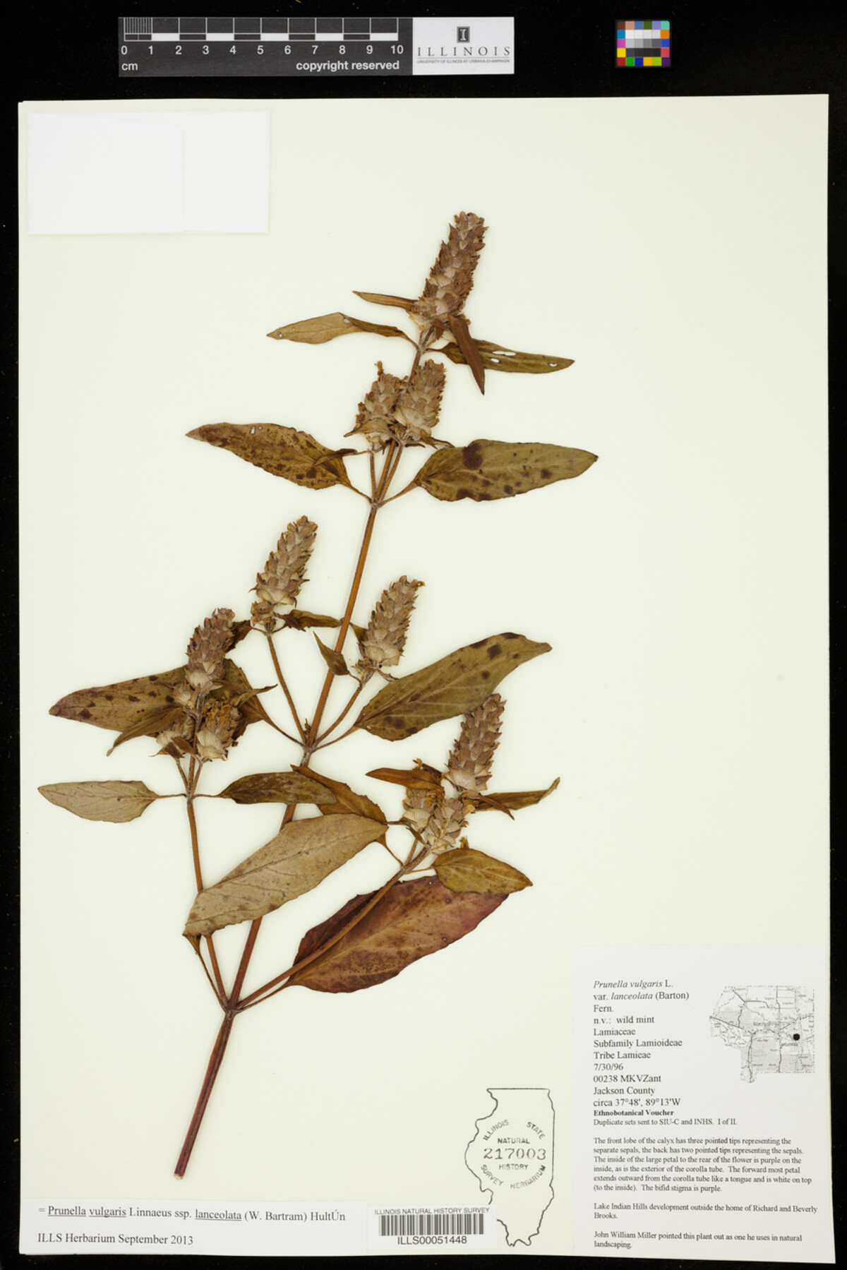 Prunella vulgaris ssp. lanceolata image