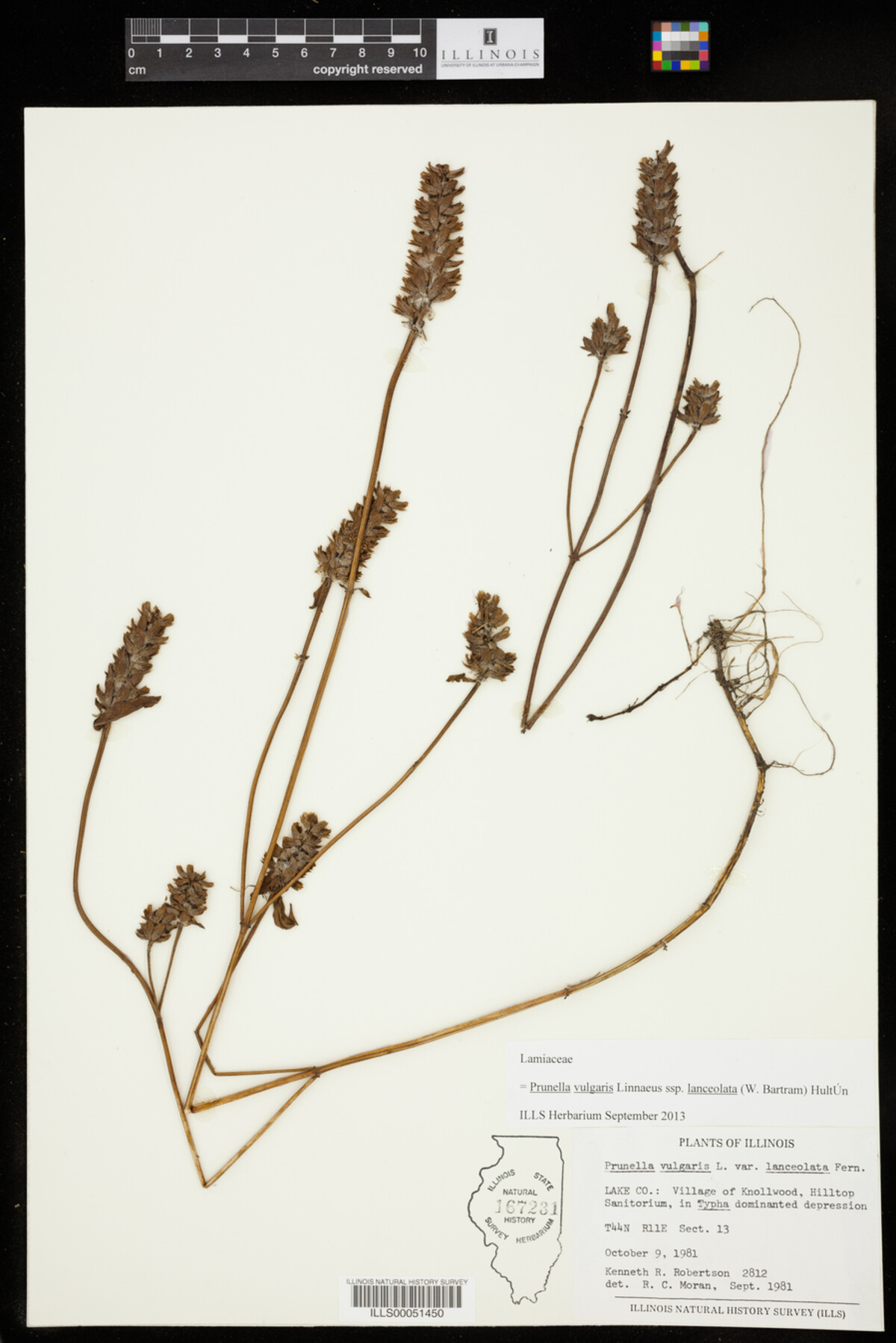 Prunella vulgaris ssp. lanceolata image