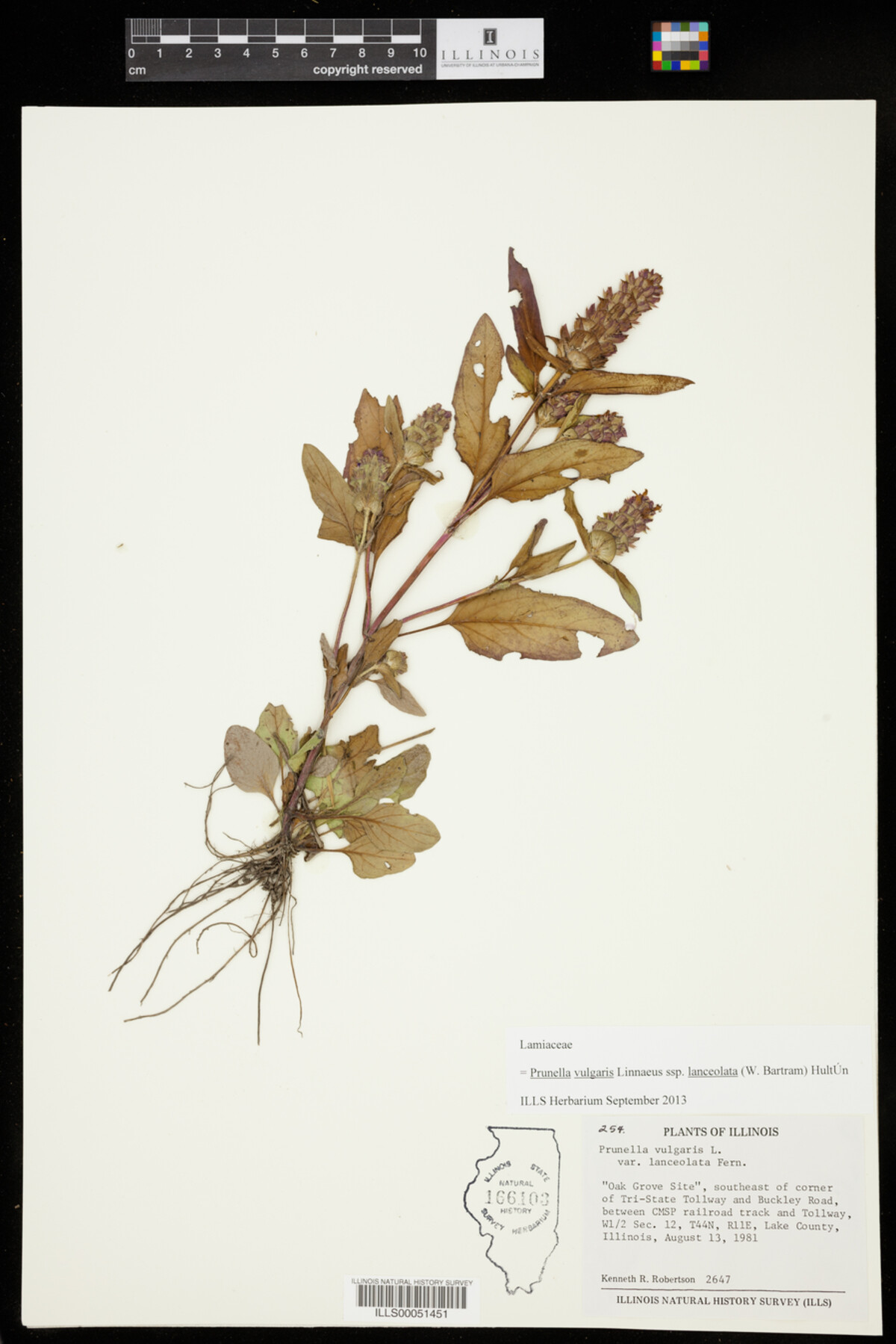 Prunella vulgaris ssp. lanceolata image