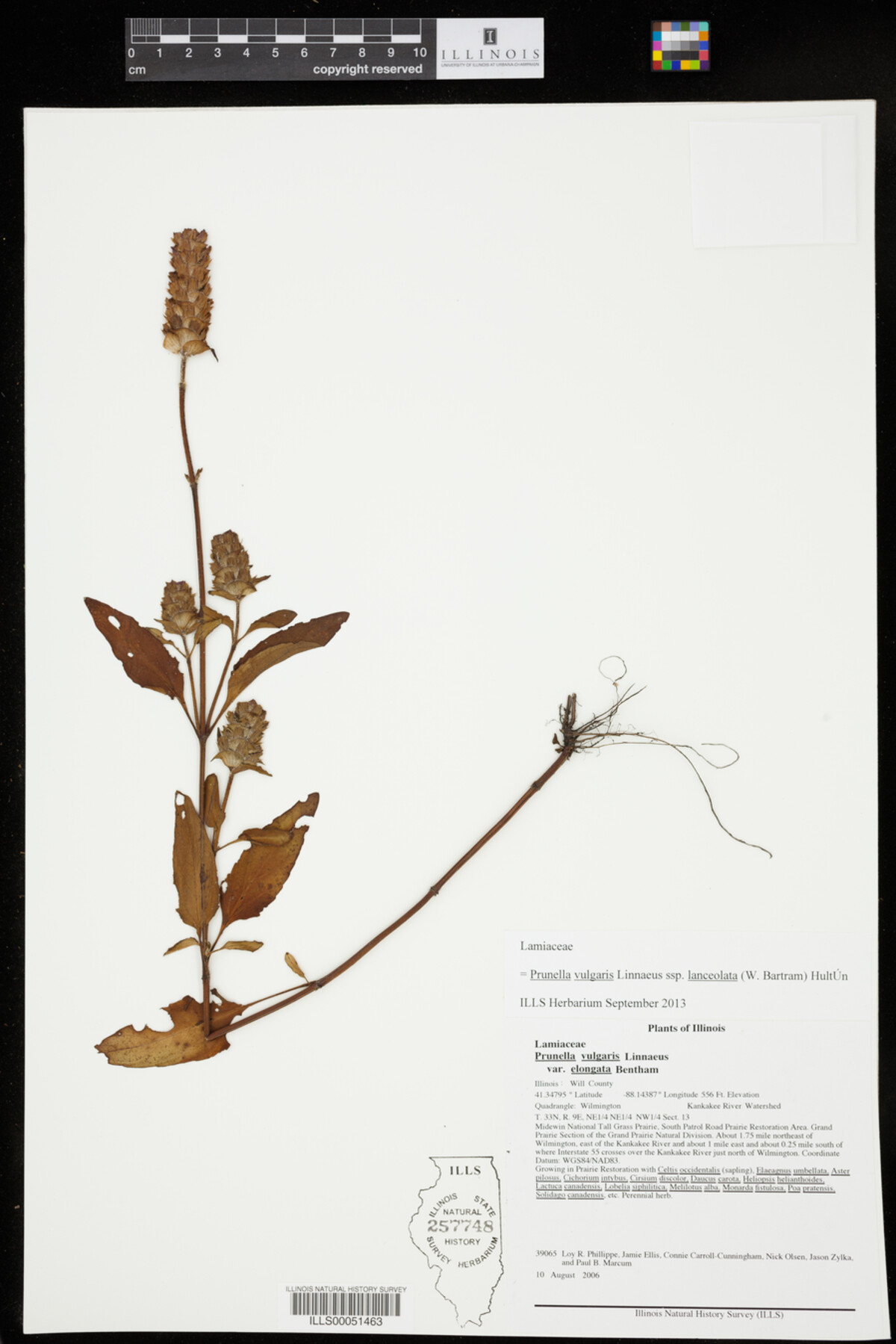 Prunella vulgaris ssp. lanceolata image