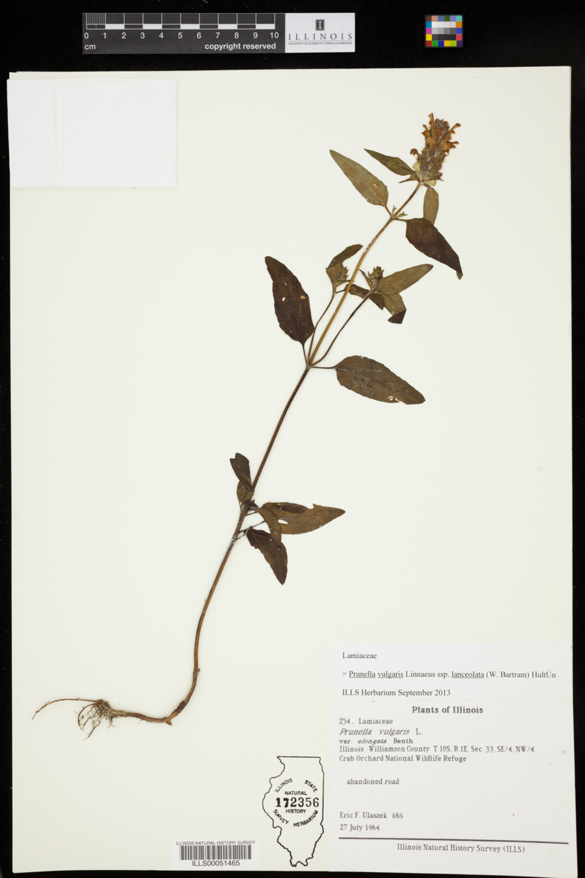 Prunella vulgaris ssp. lanceolata image