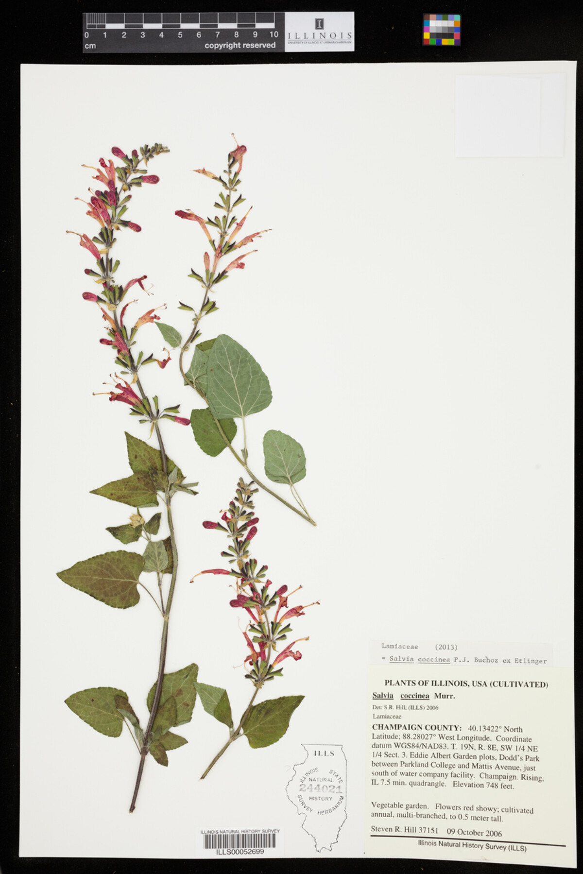 Salvia coccinea image