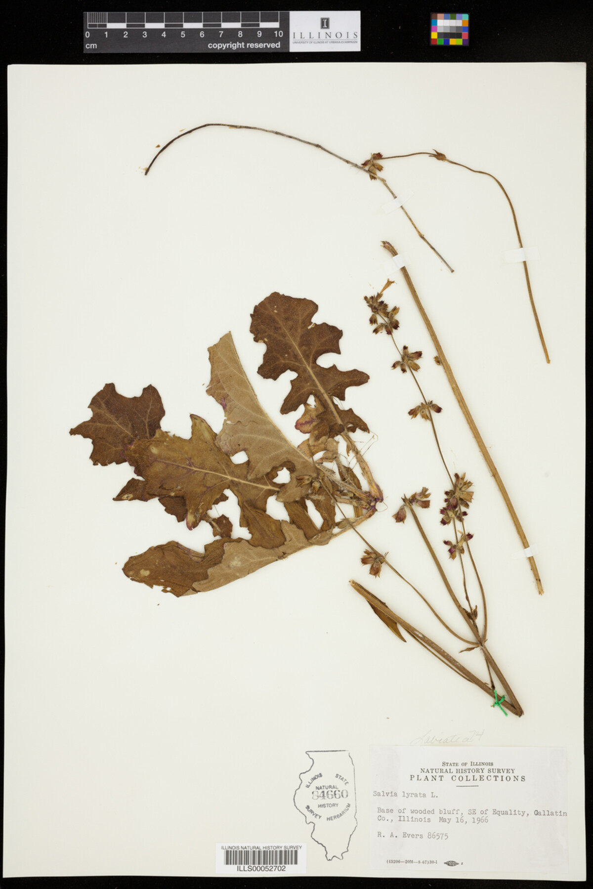 Salvia lyrata image