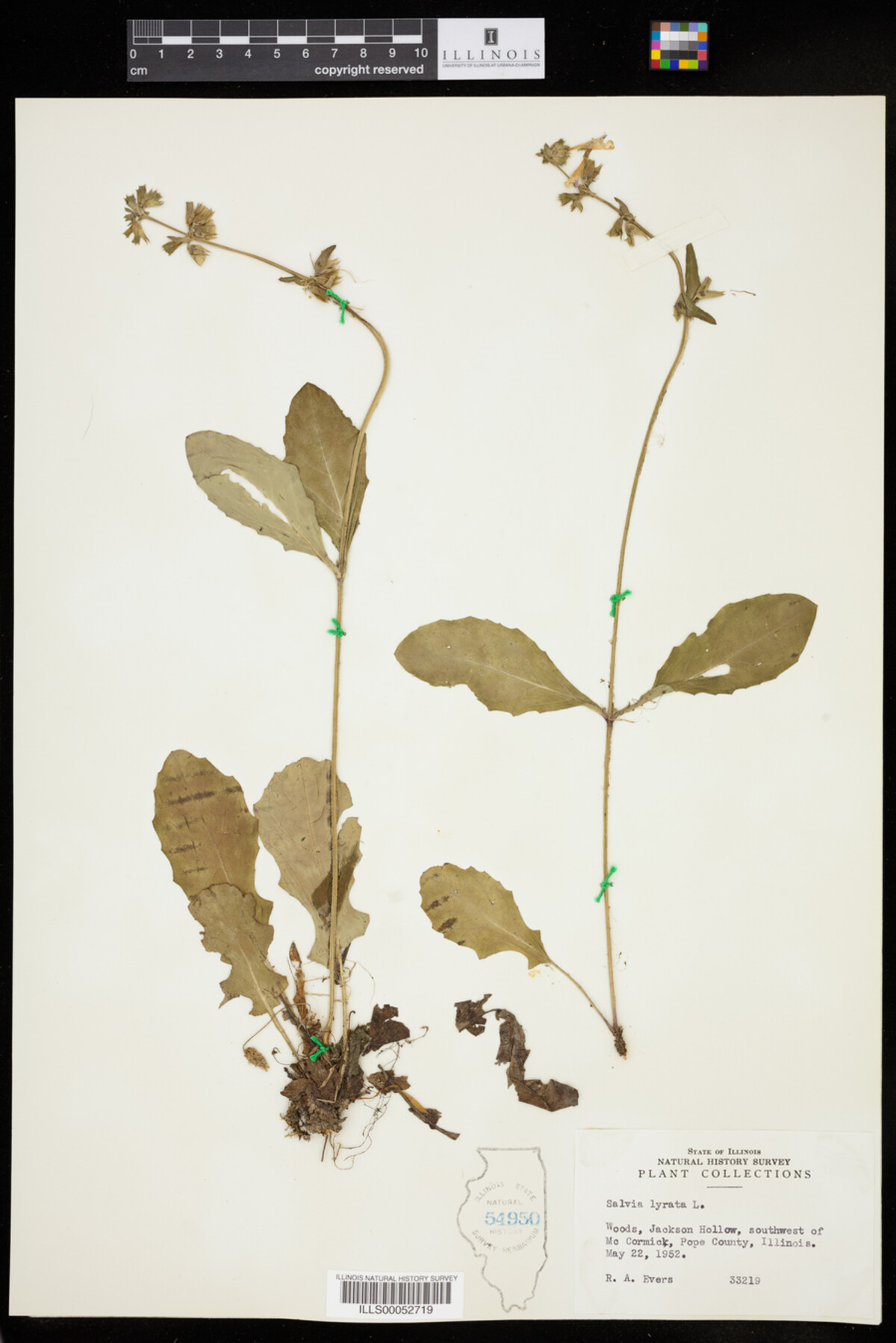 Salvia lyrata image