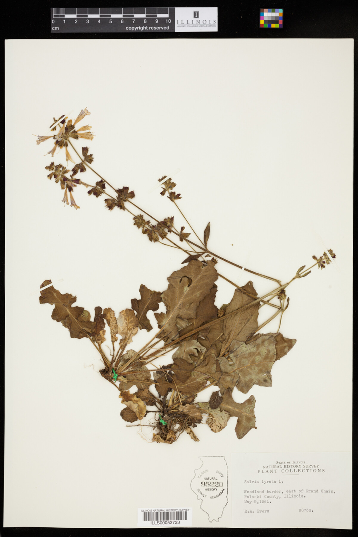 Salvia lyrata image