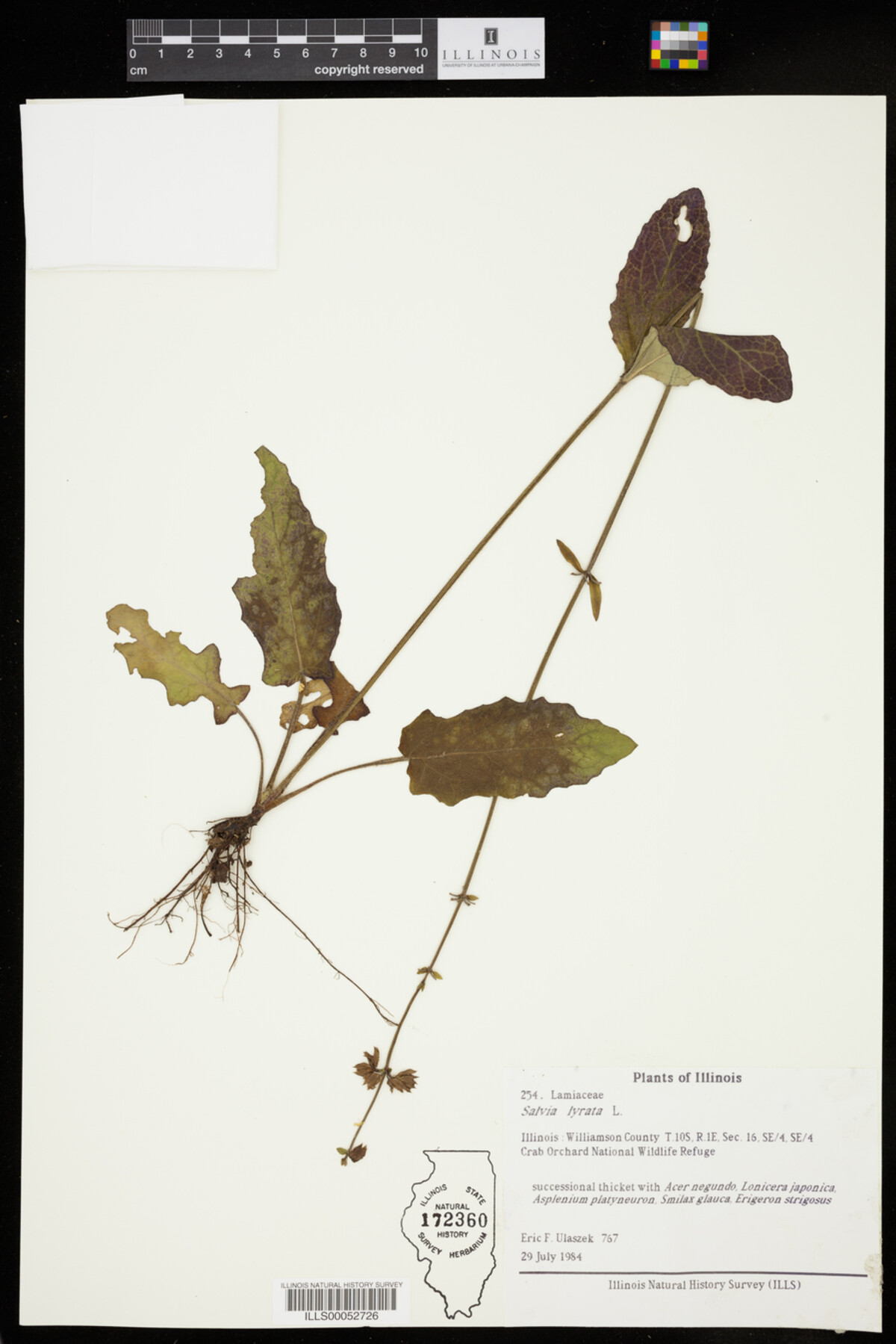 Lamiaceae image