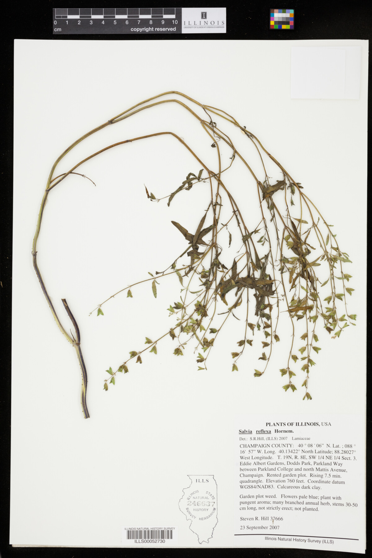 Salvia reflexa image