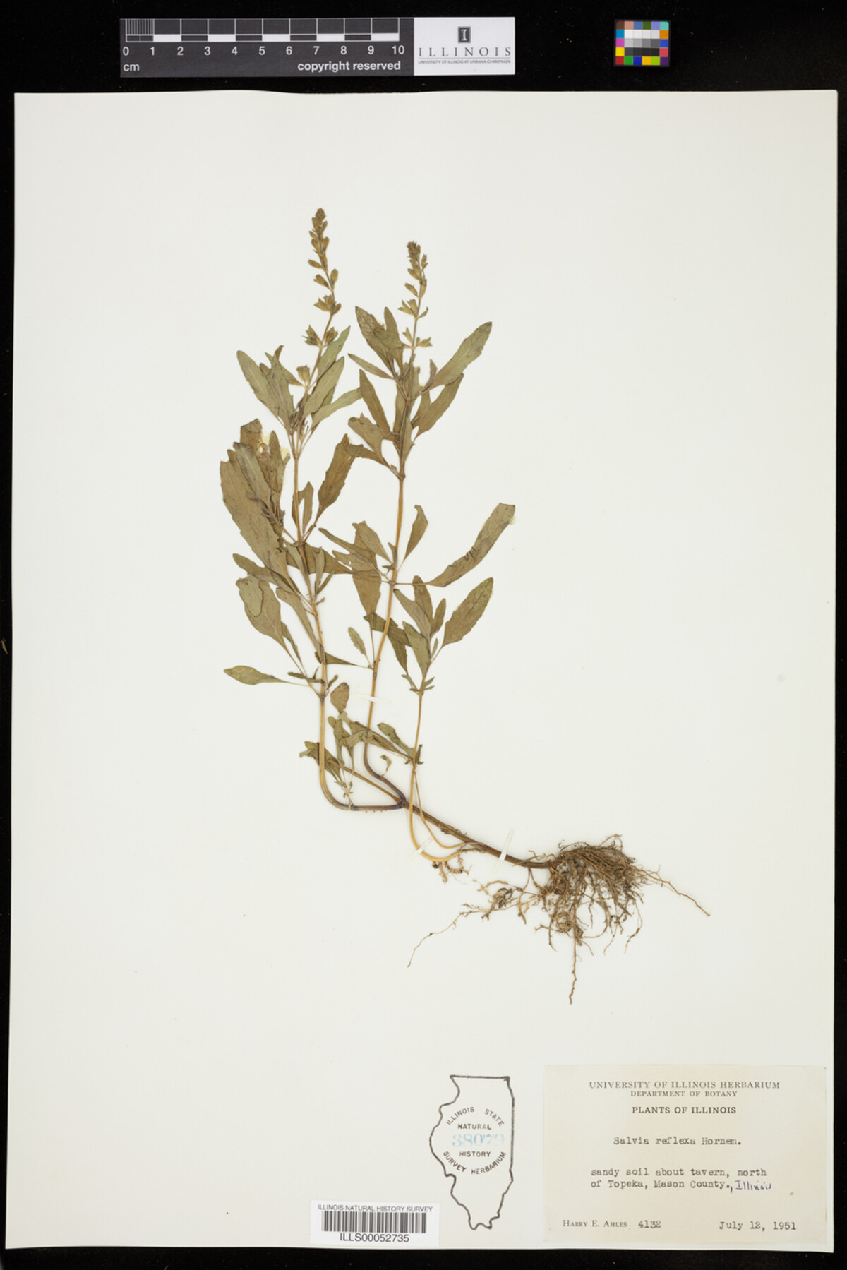 Salvia image