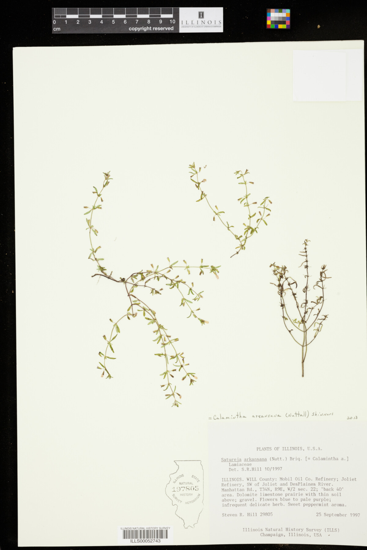 Calamintha image