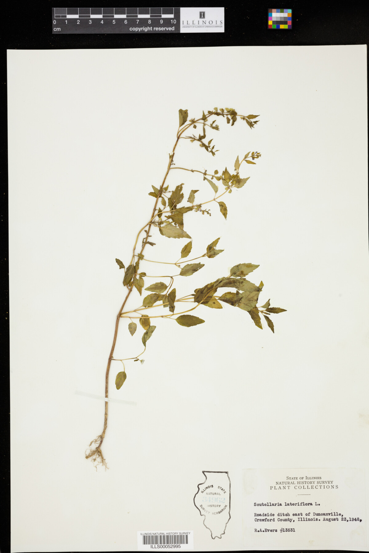 Scutellaria lateriflora image