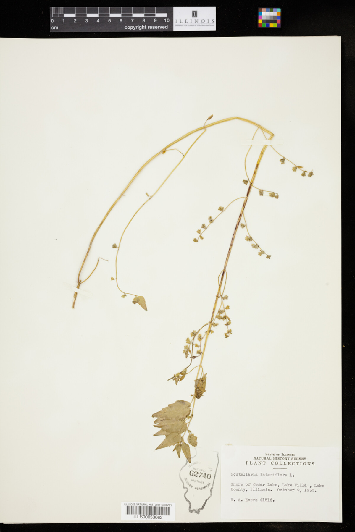 Scutellaria lateriflora image