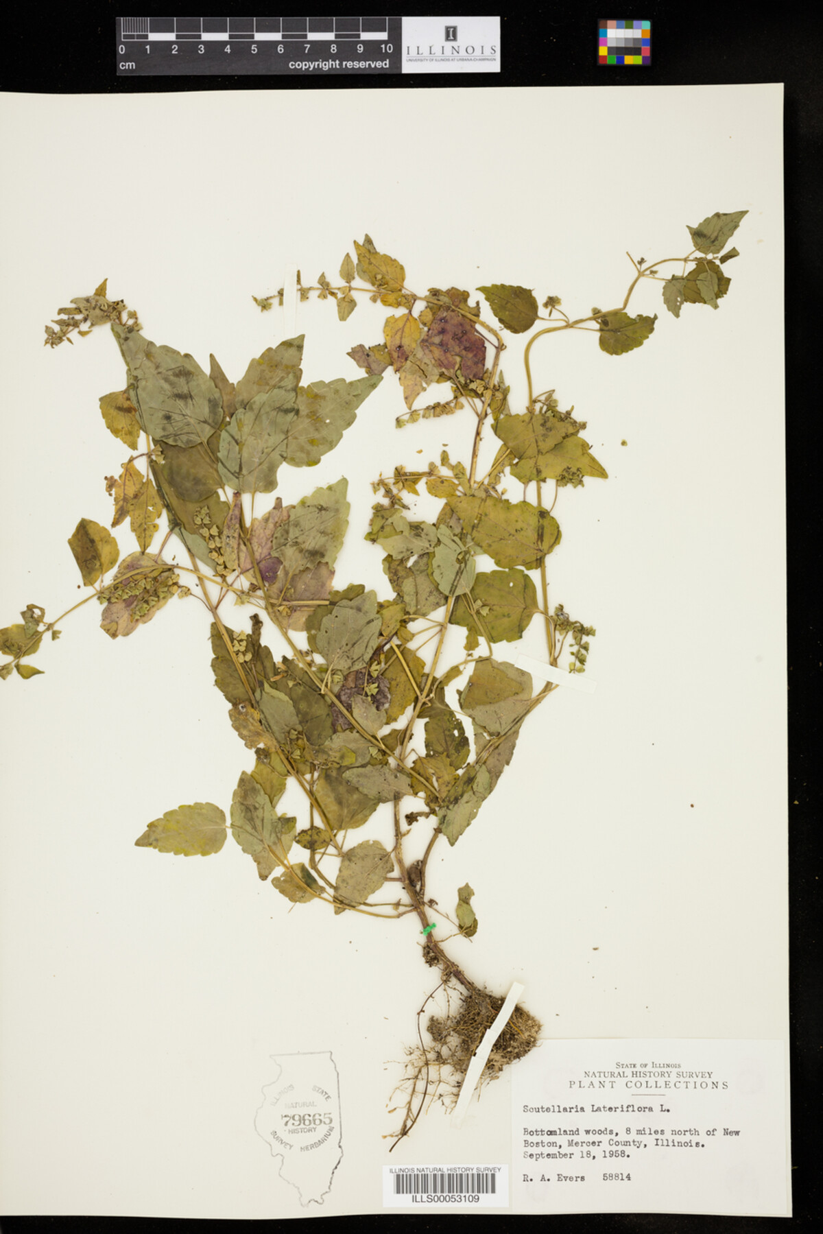 Scutellaria lateriflora image