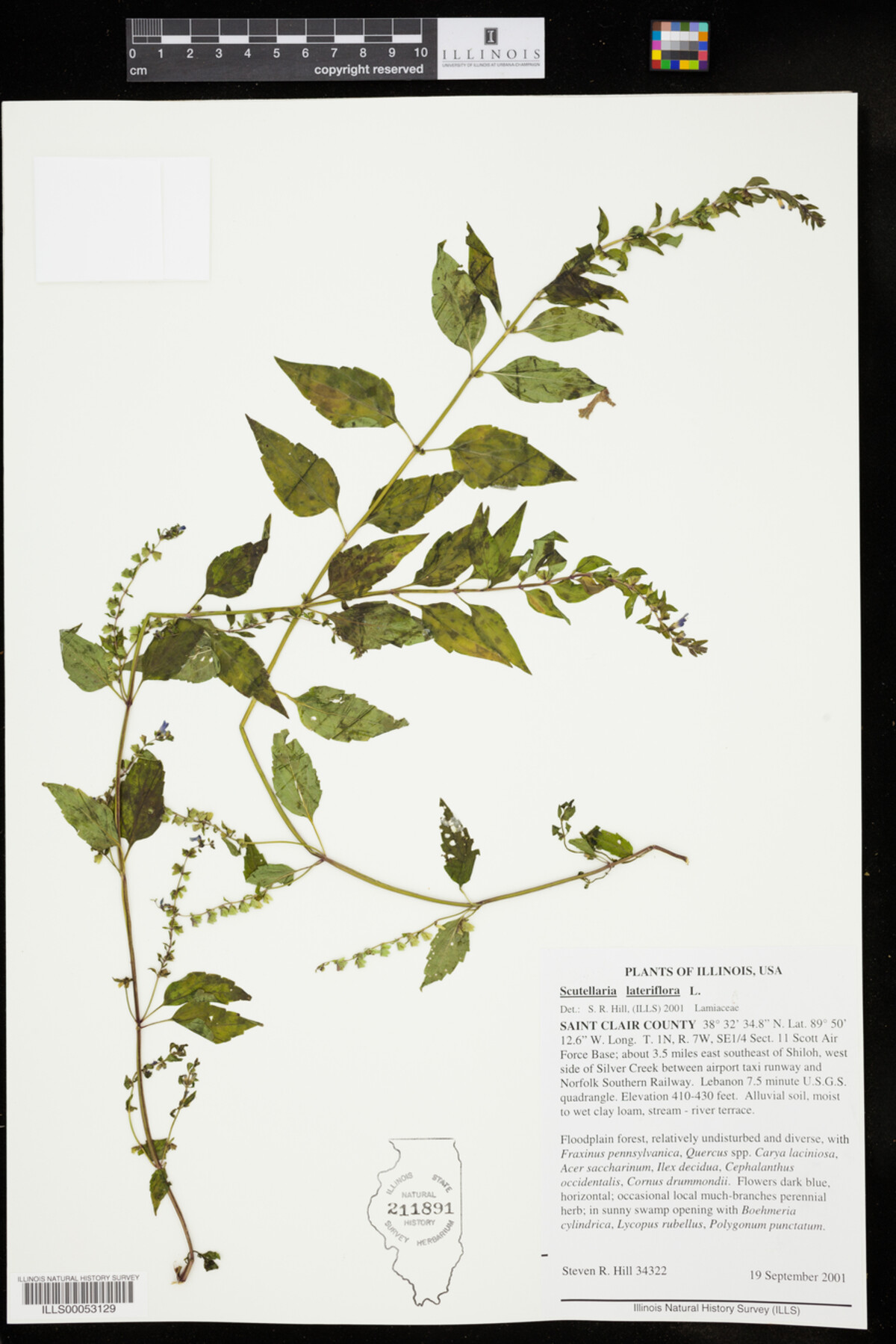 Scutellaria lateriflora image