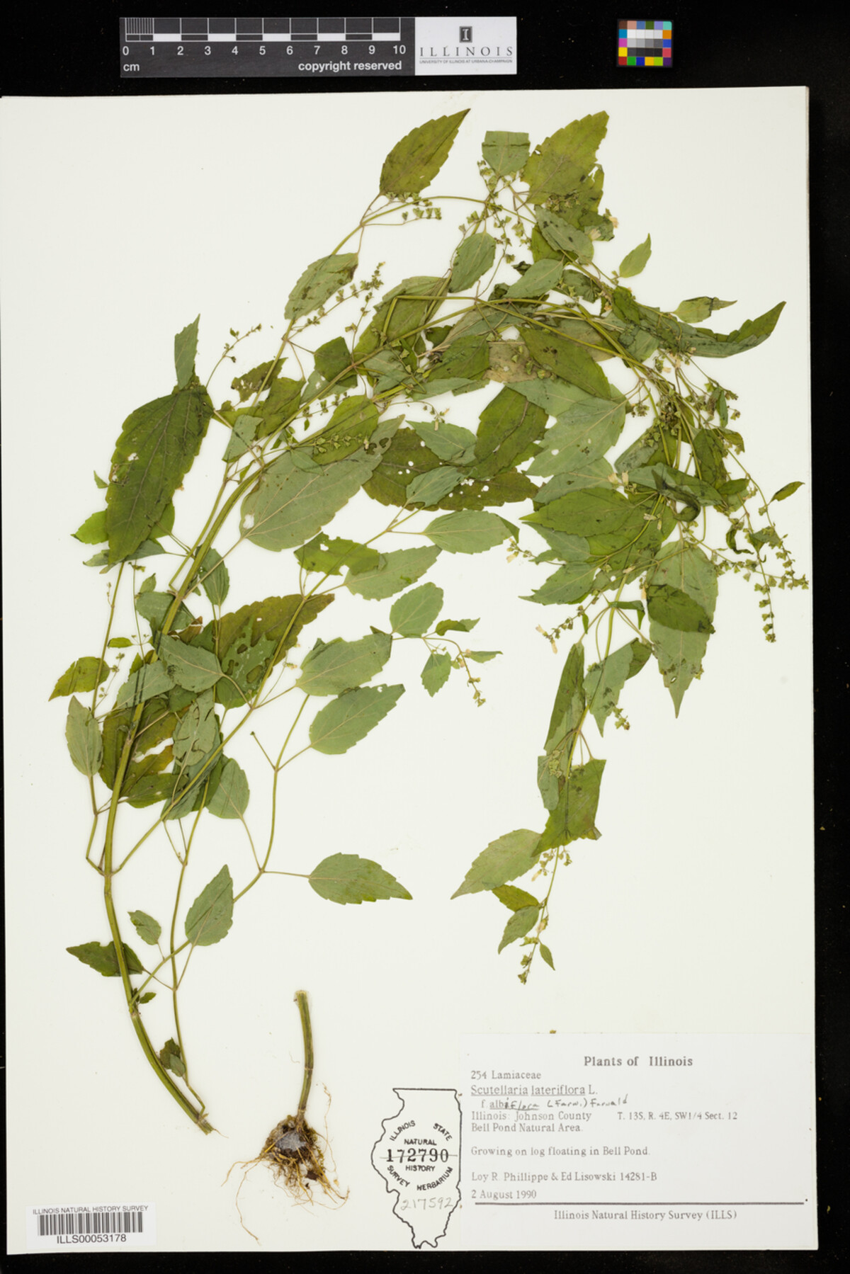 Scutellaria lateriflora f. albiflora image