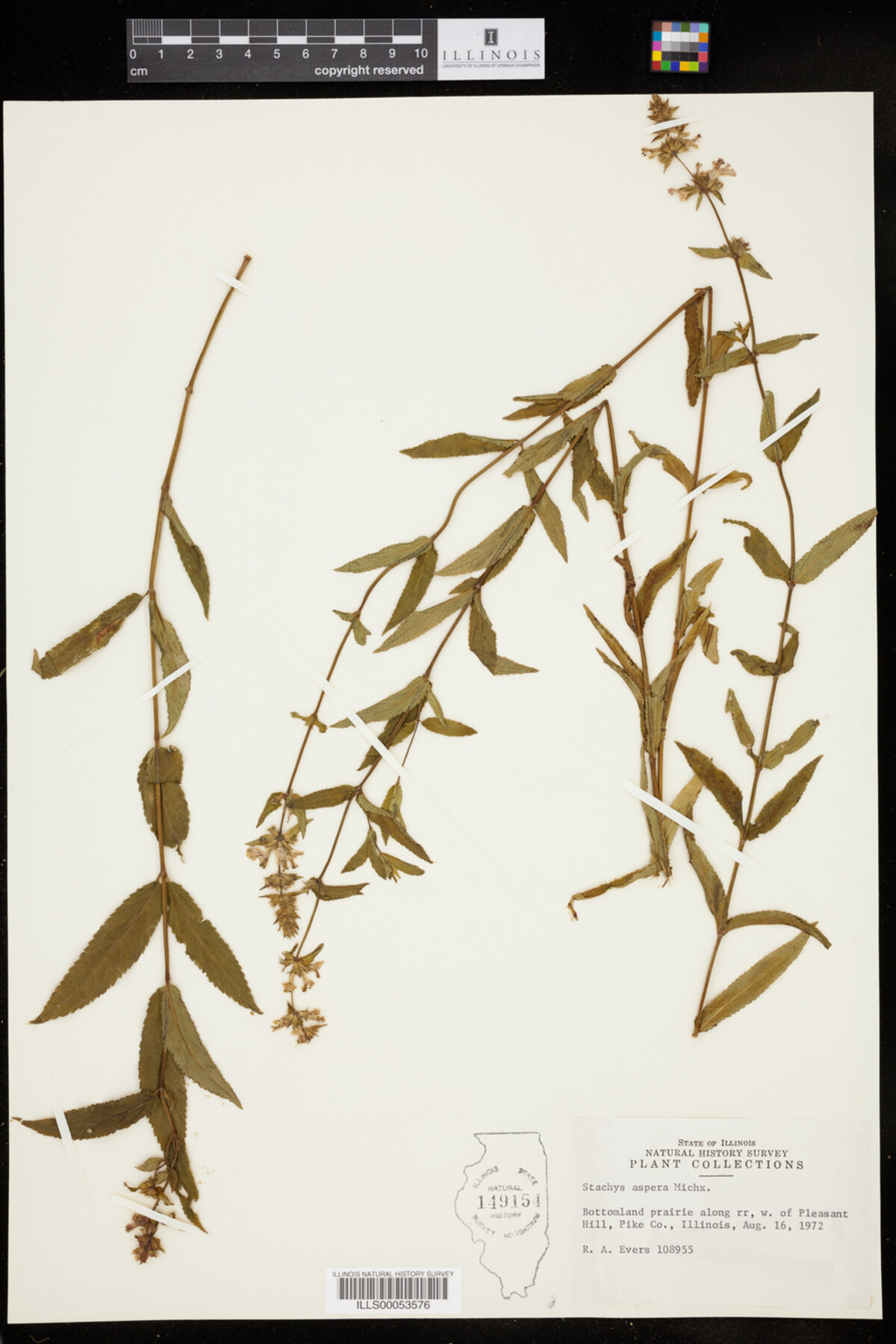 Stachys aspera image