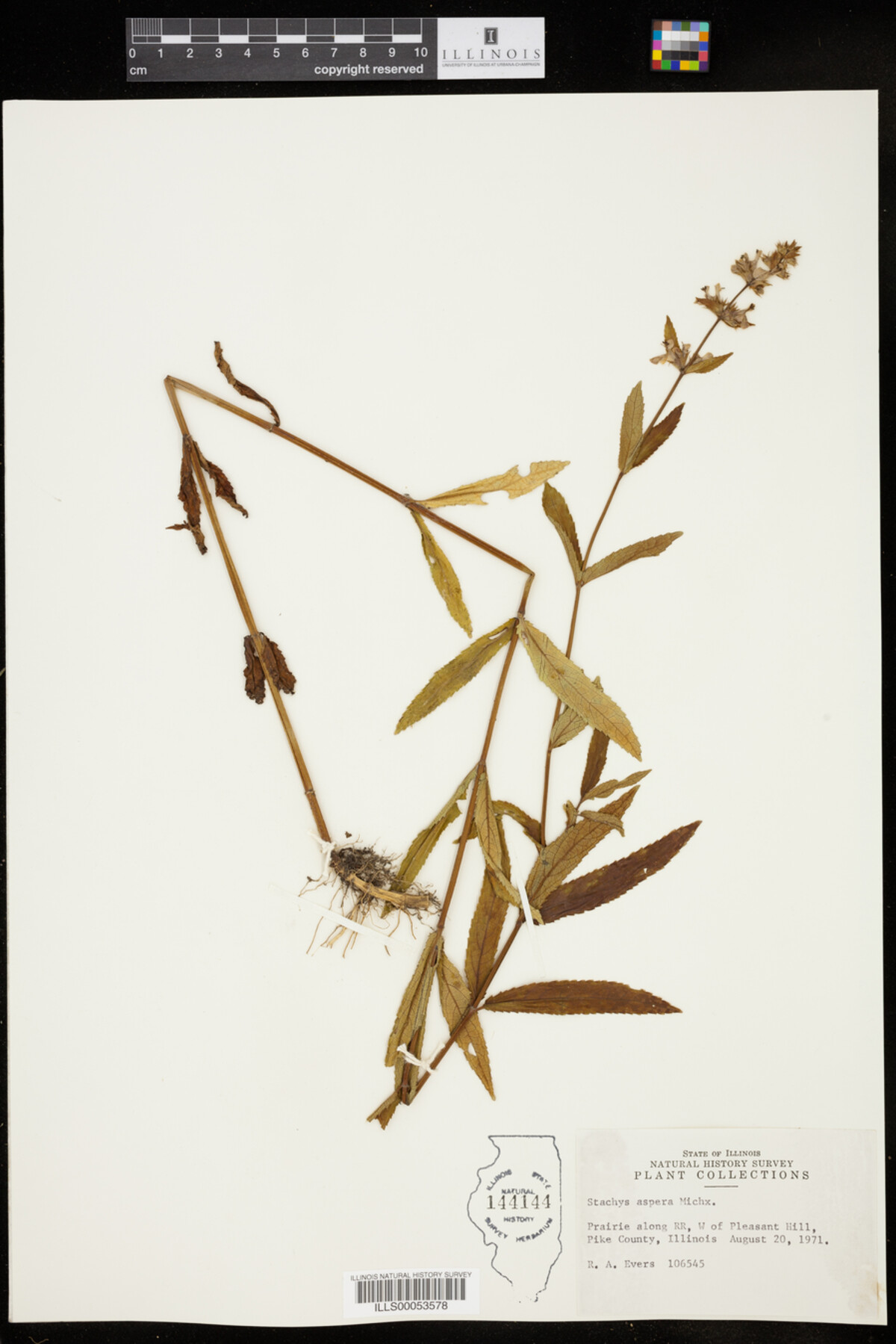 Stachys aspera image