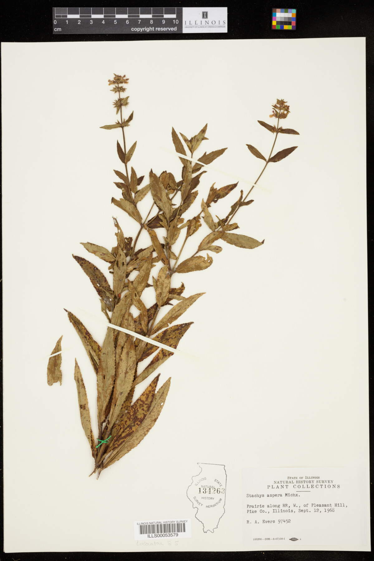 Stachys aspera image