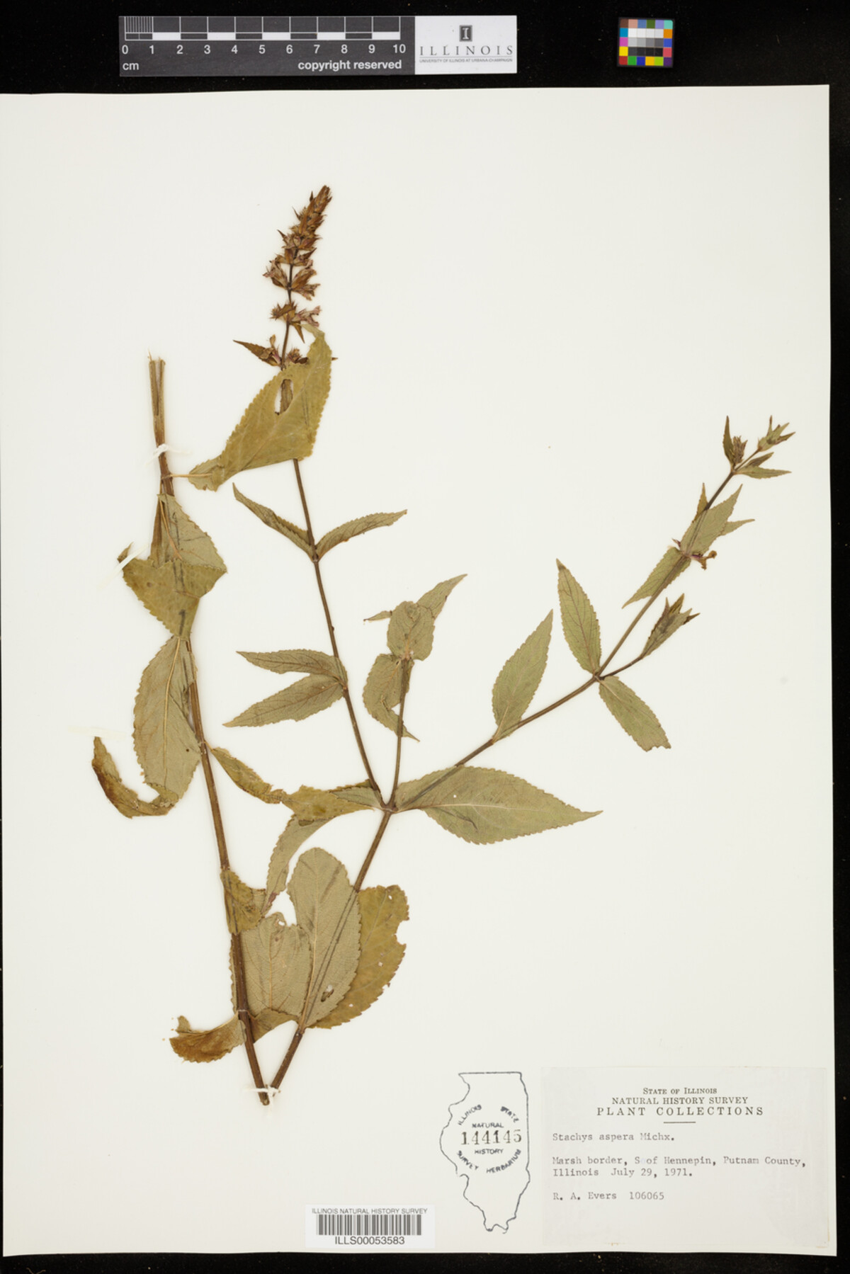 Stachys aspera image
