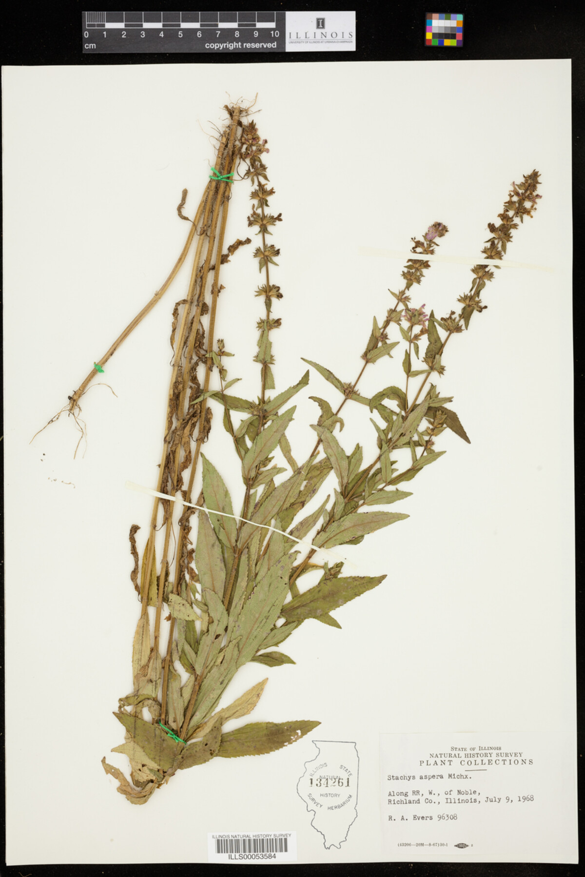 Stachys aspera image