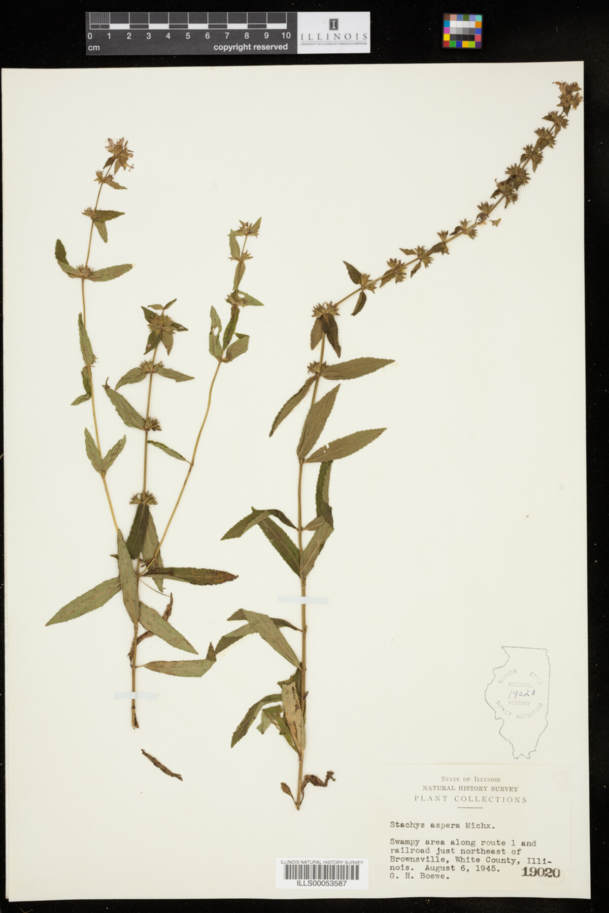 Stachys aspera image