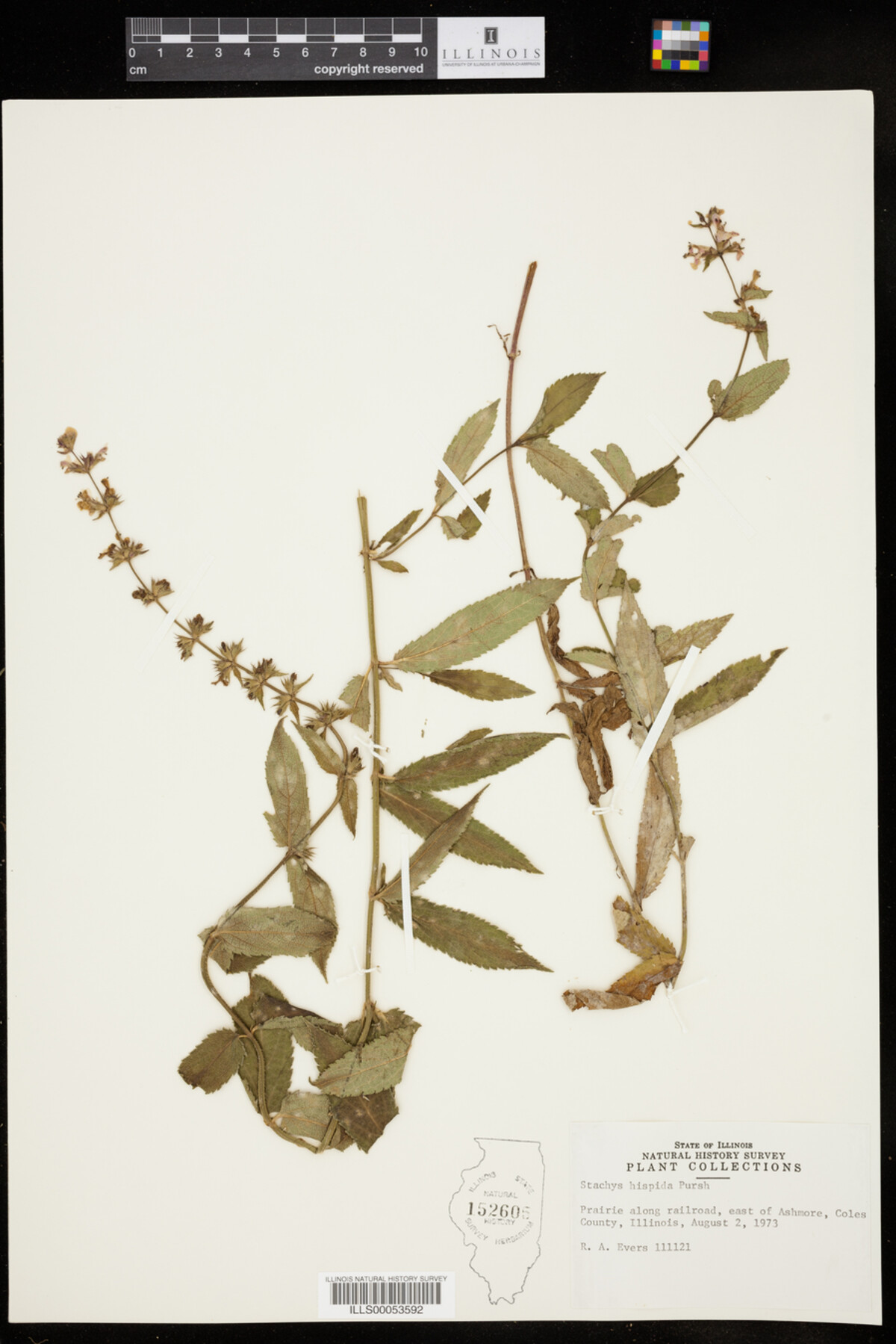 Stachys hispida image