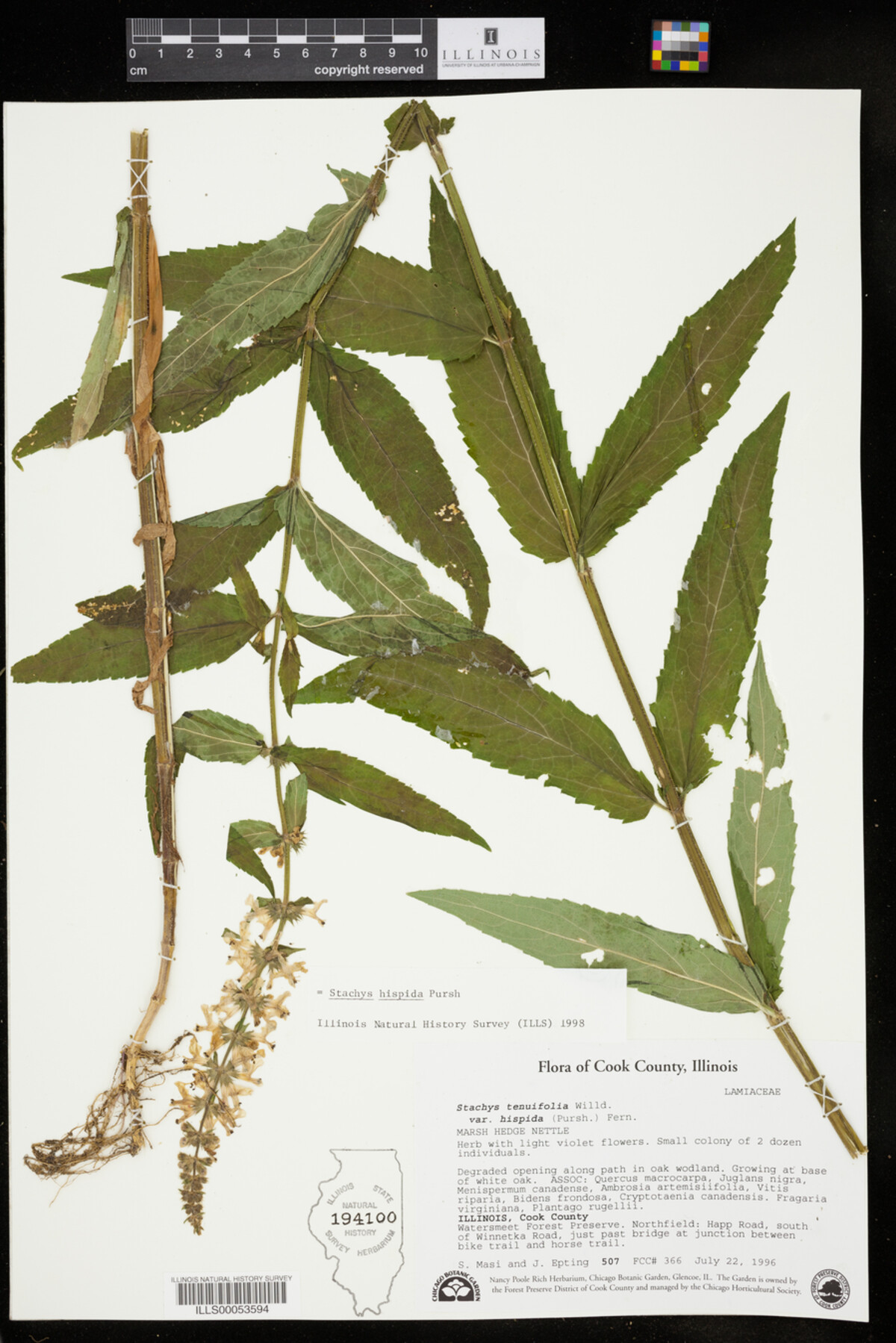 Stachys hispida image