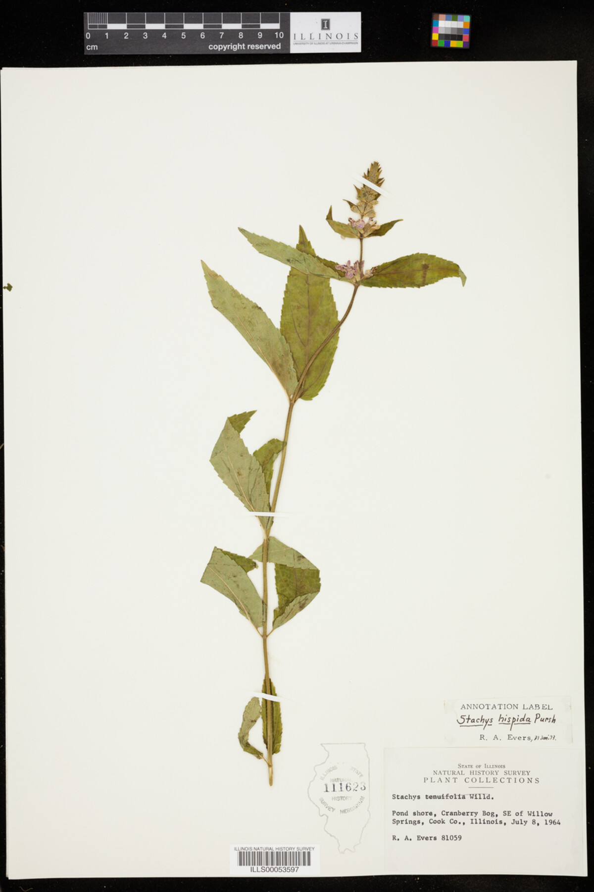 Stachys hispida image