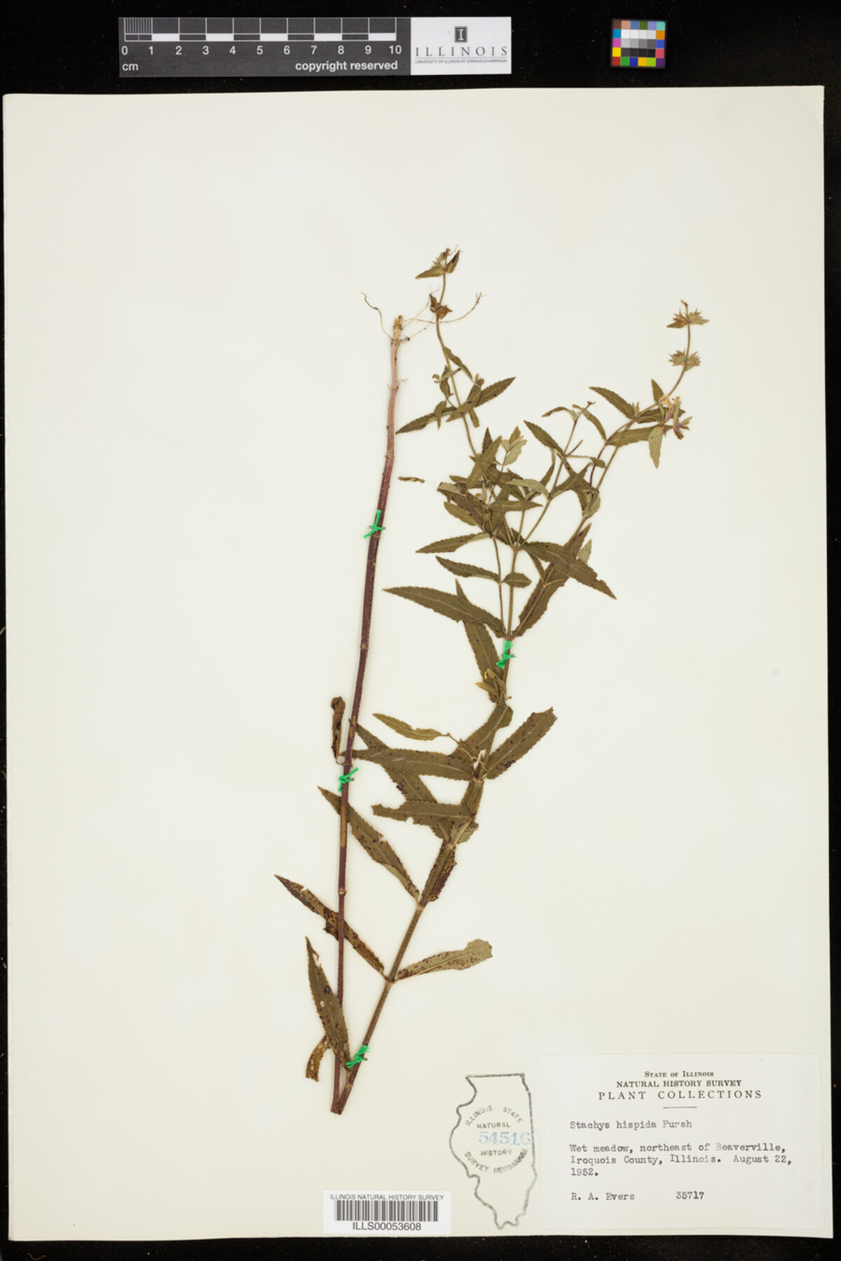 Stachys hispida image