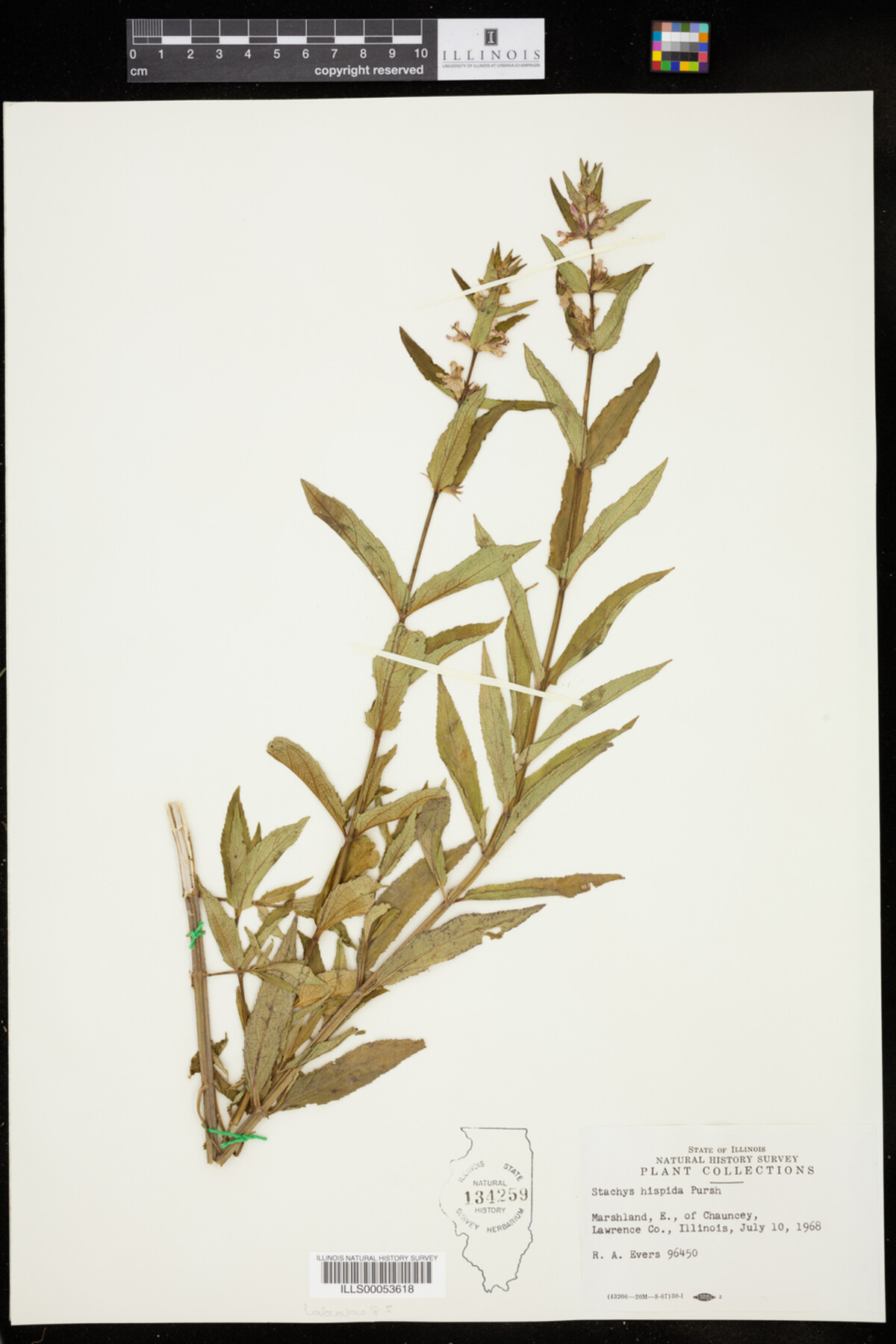 Stachys hispida image