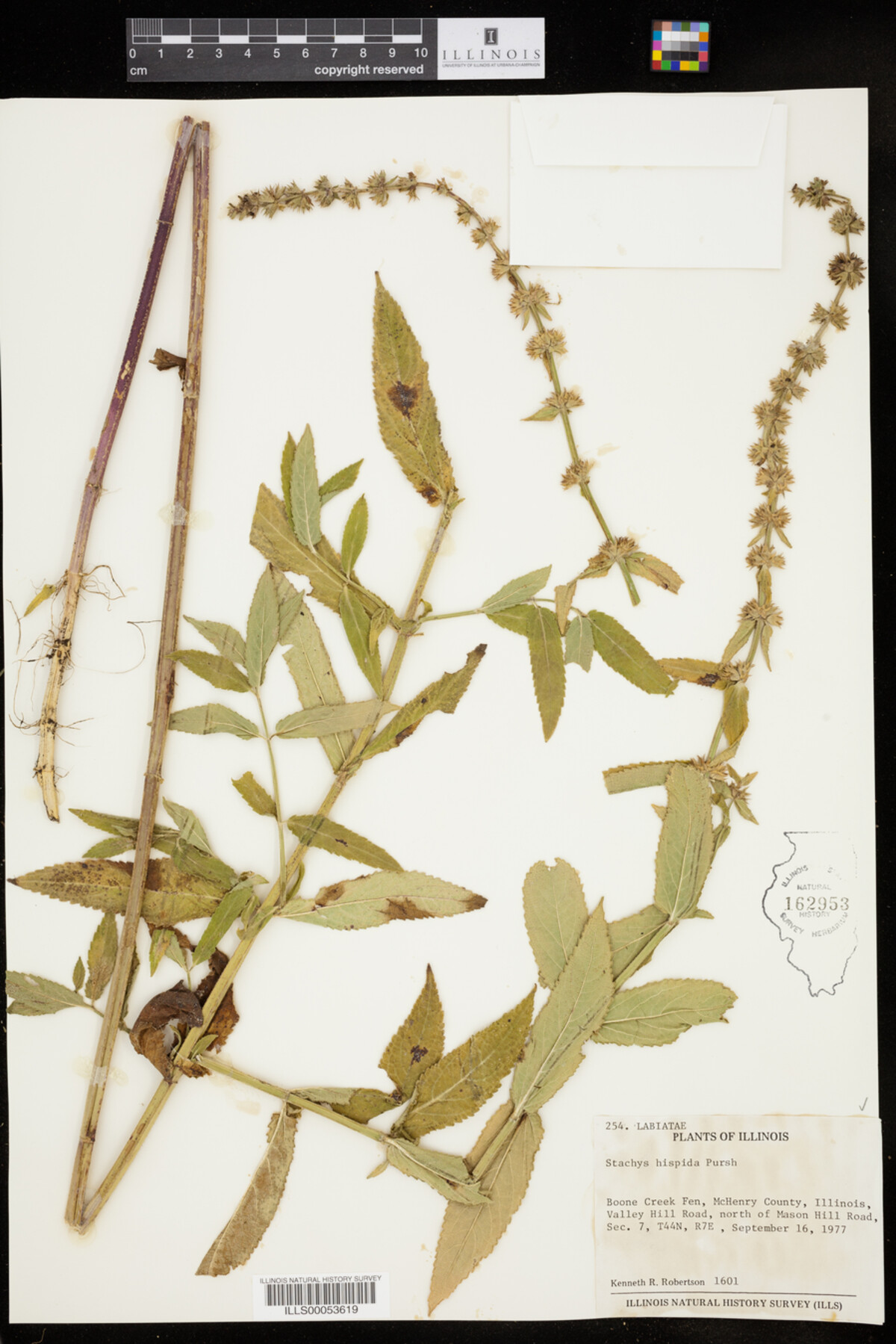 Stachys hispida image