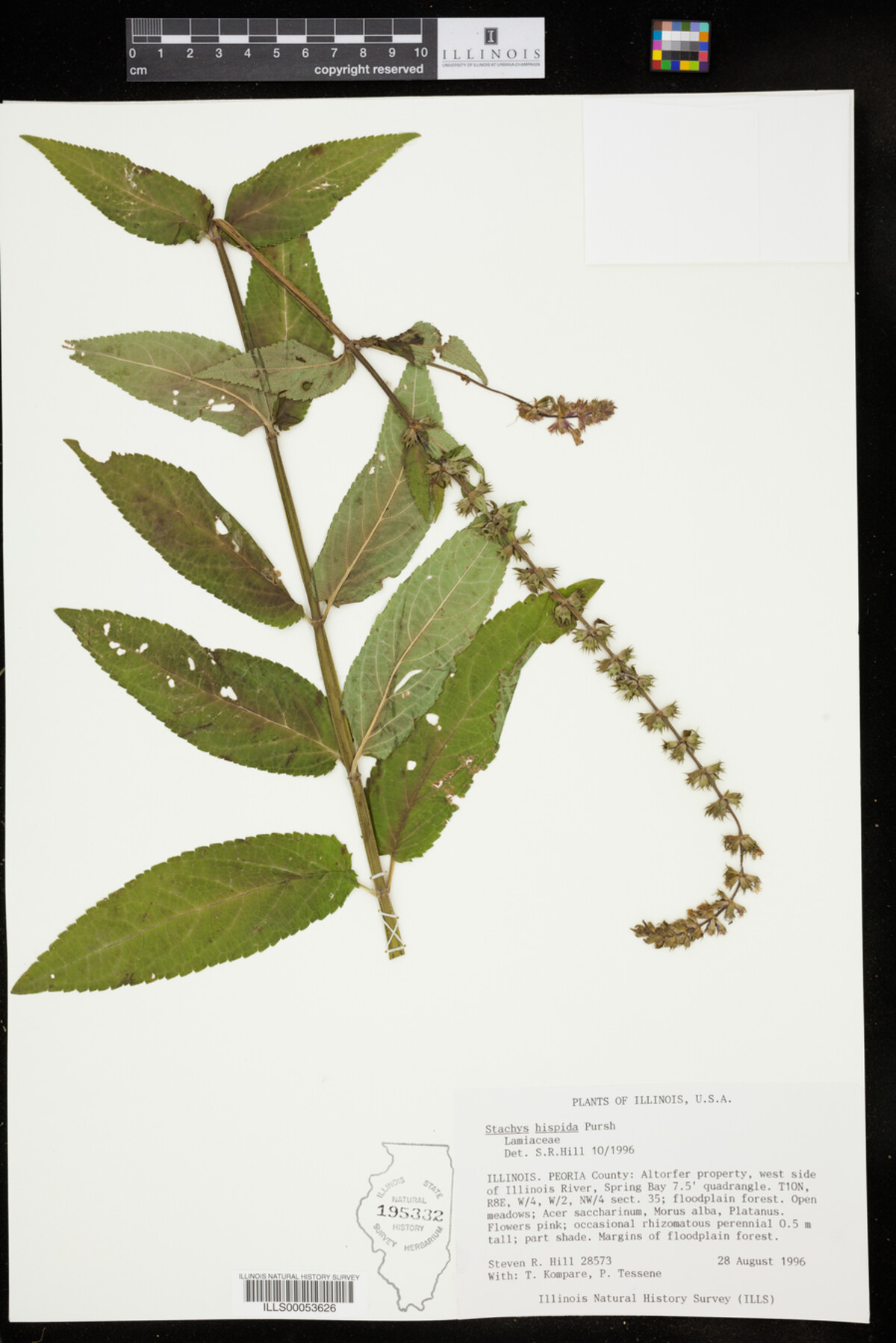 Stachys hispida image