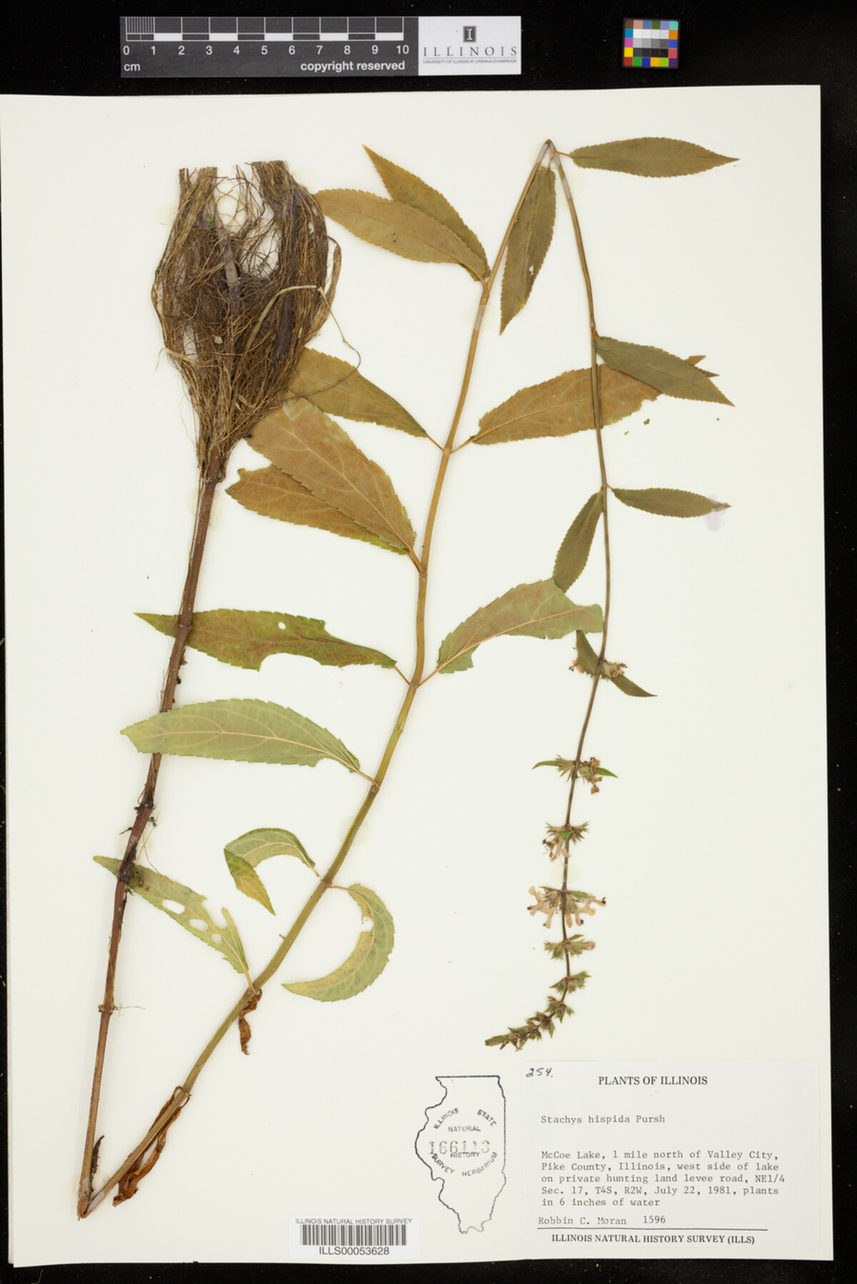 Stachys hispida image