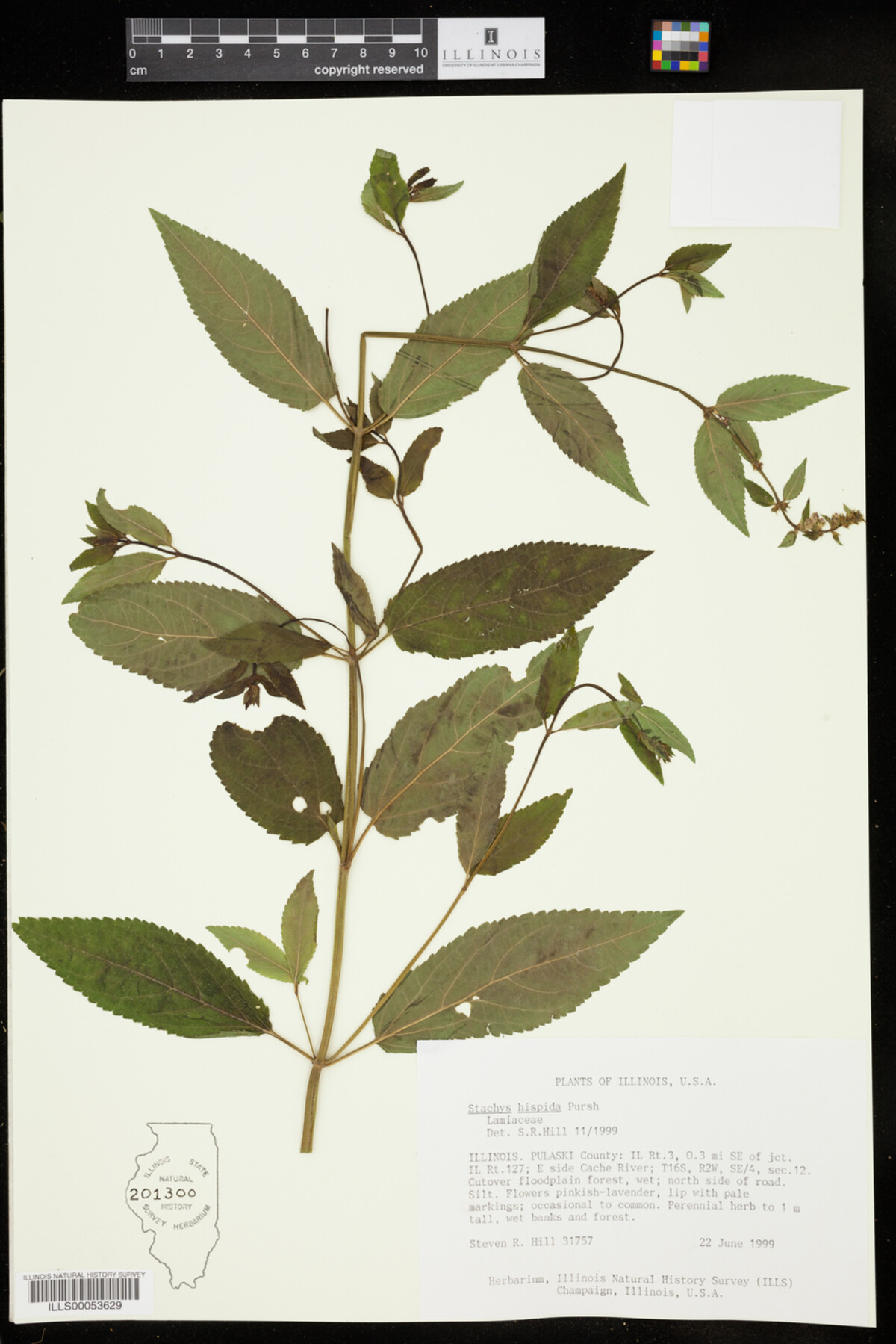 Stachys hispida image