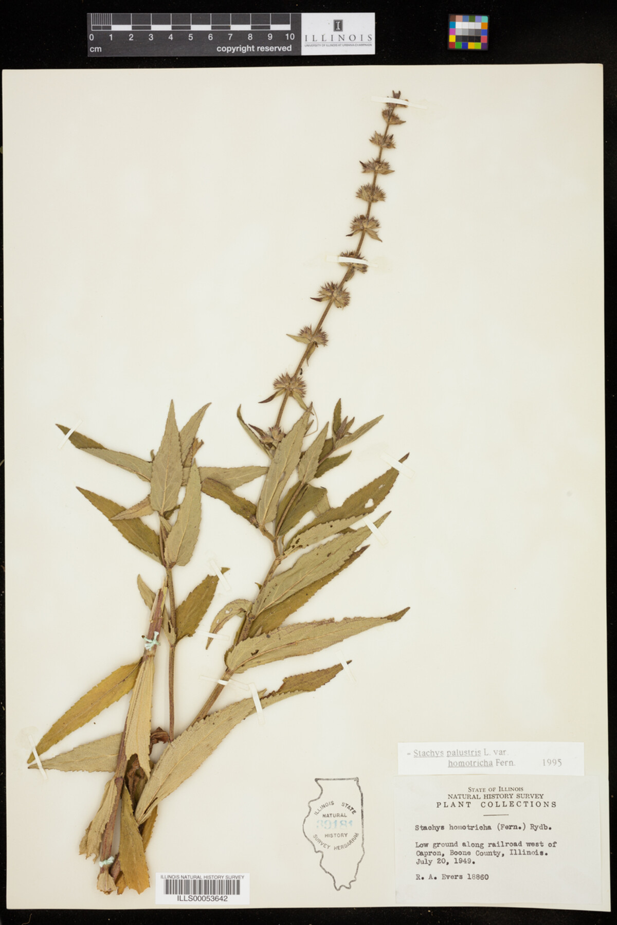 Lamiaceae image