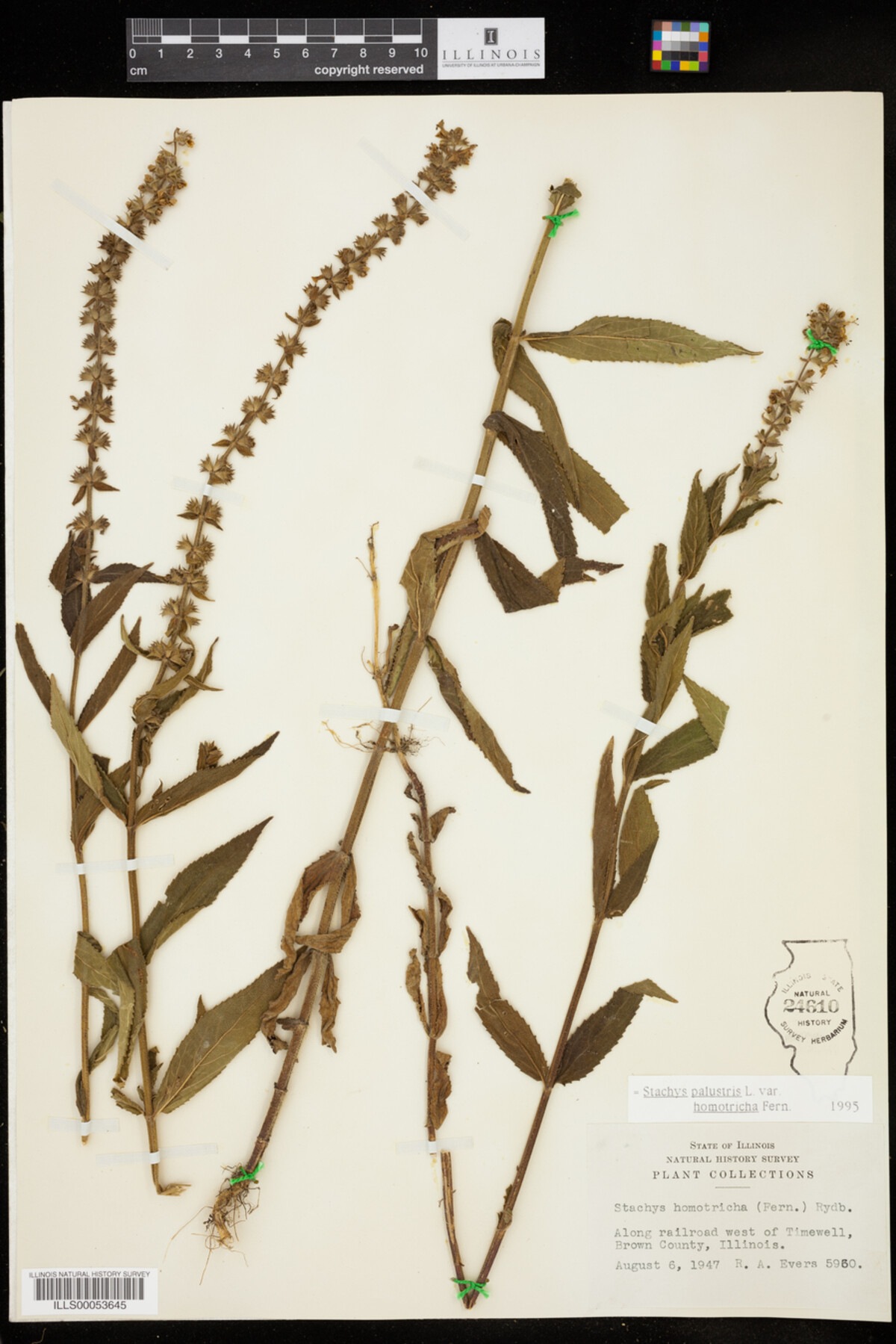 Stachys palustris image