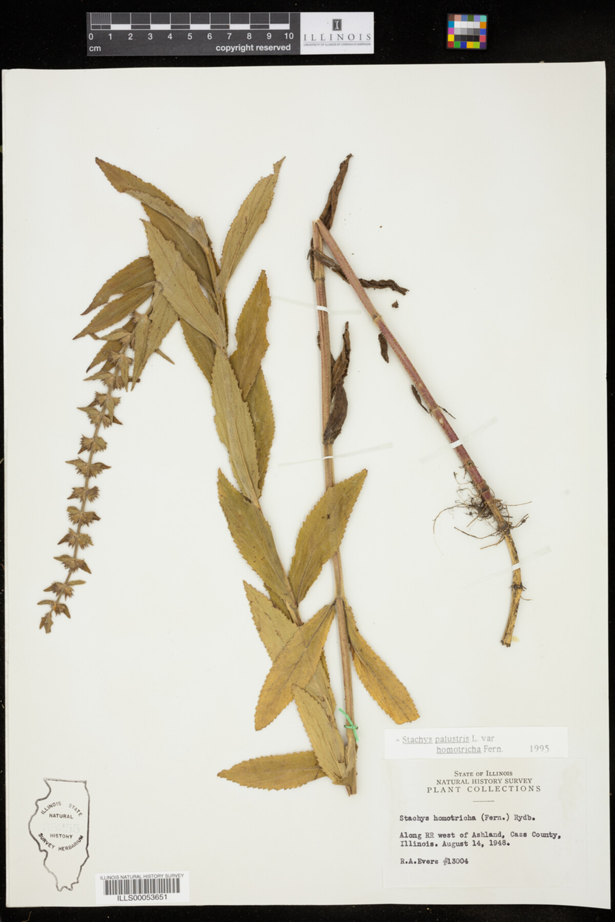 Stachys palustris var. homotricha image