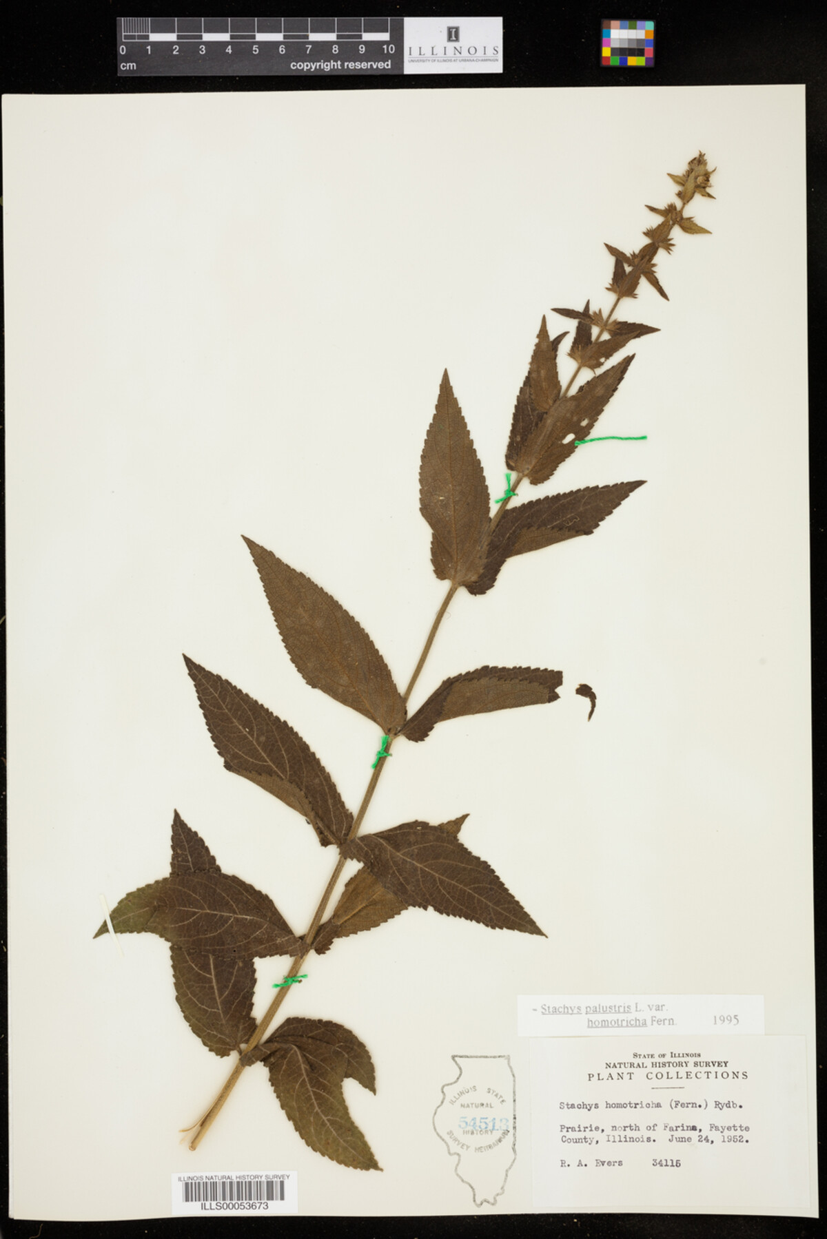Stachys palustris var. homotricha image