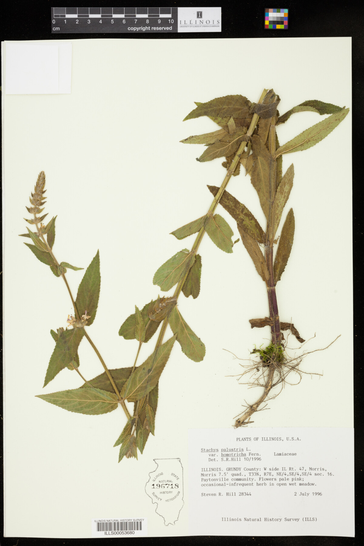 Stachys palustris var. homotricha image