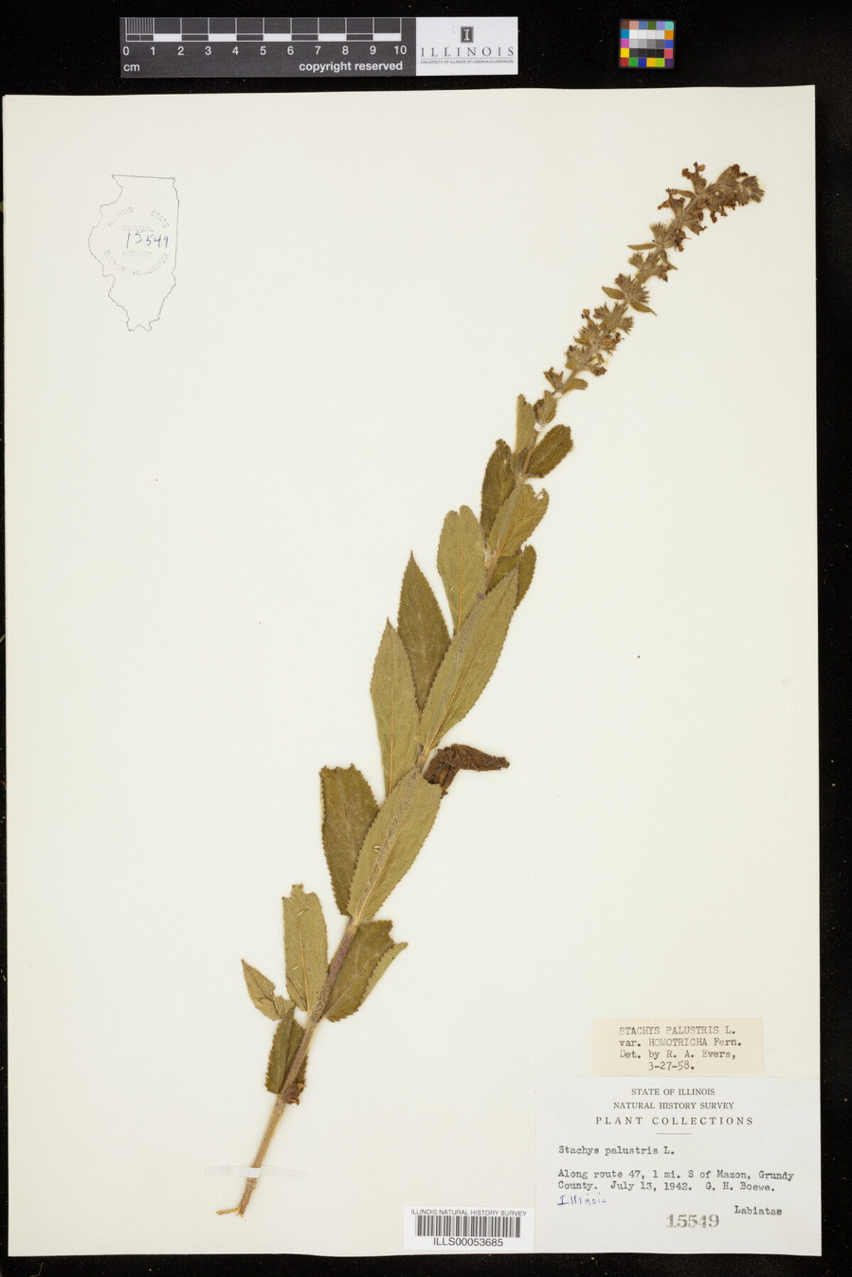 Stachys image