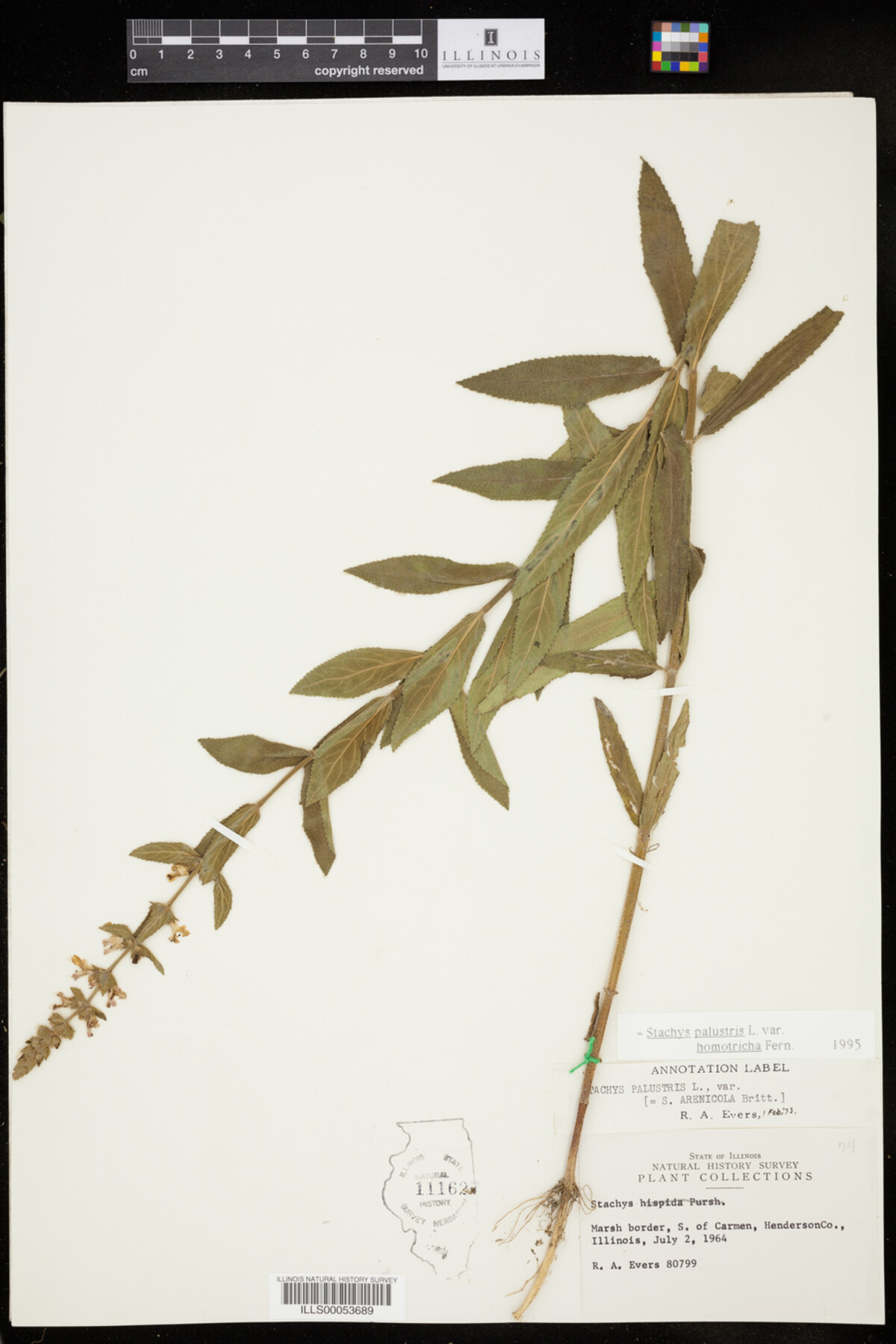 Stachys palustris var. homotricha image