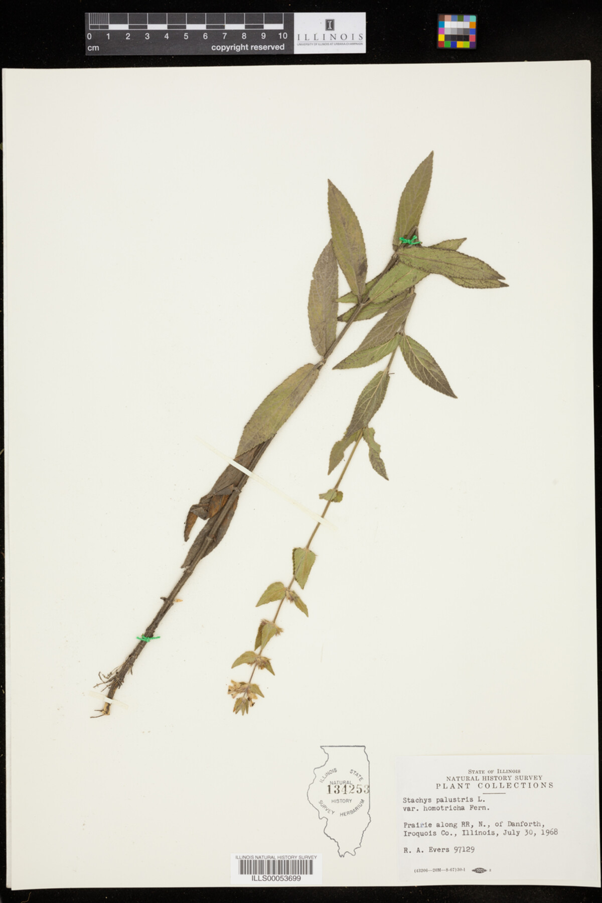 Stachys palustris image